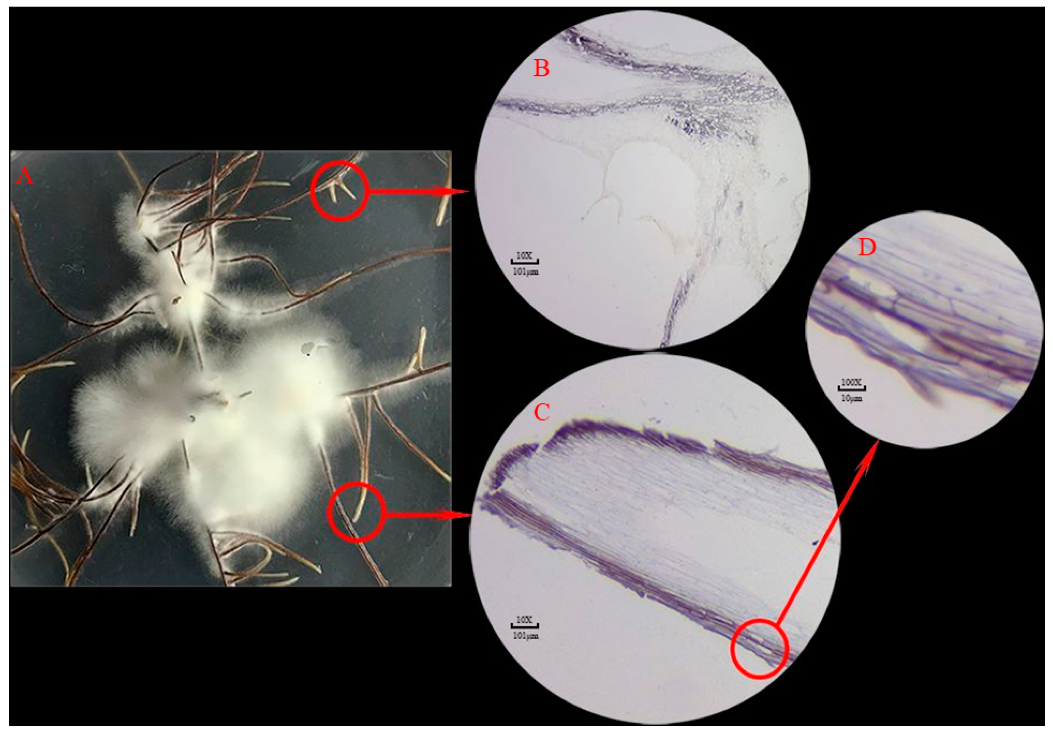 Microorganisms 11 01914 g005 Microorganisms 11 01914 g005