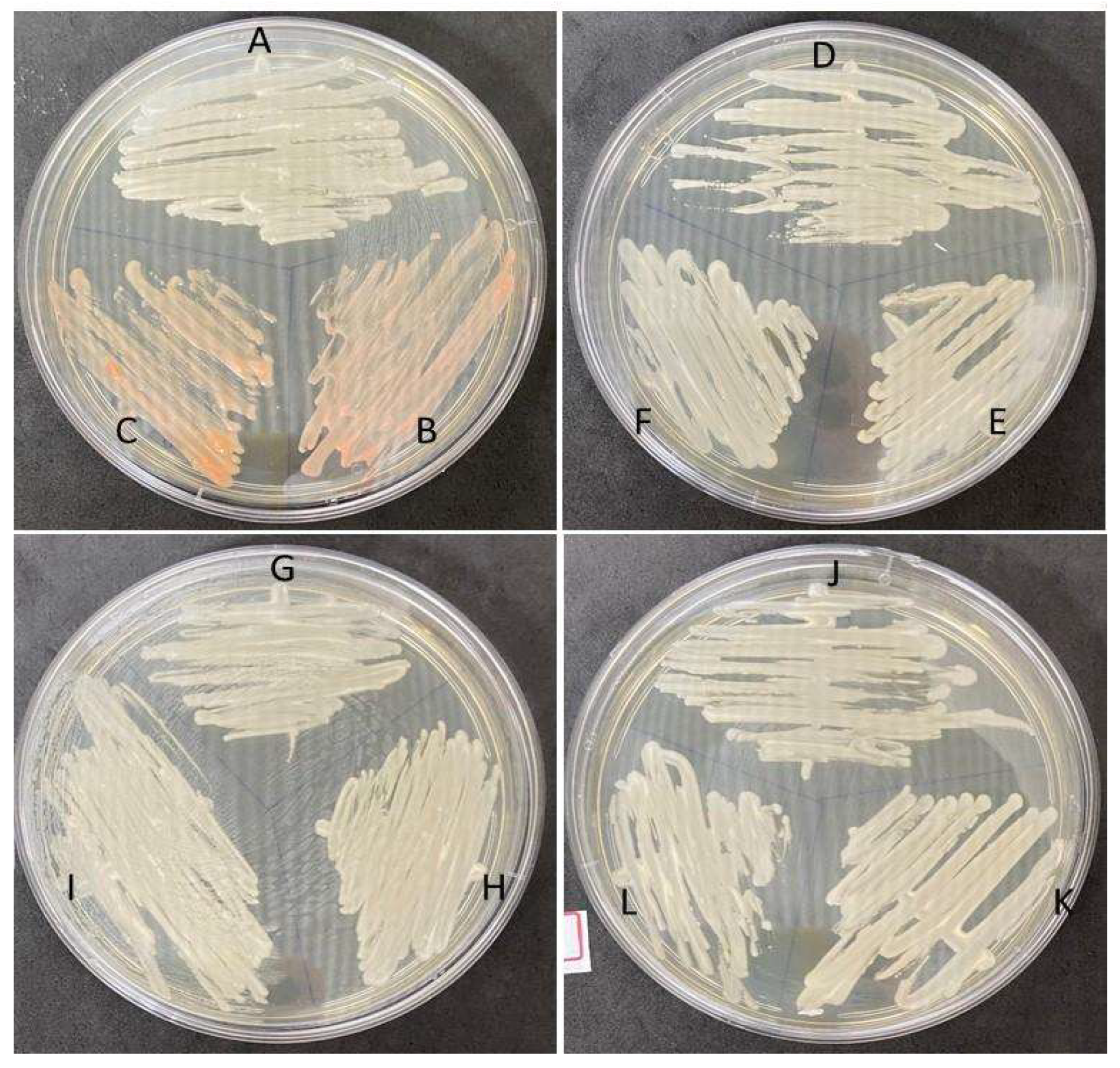 Microorganisms 11 01969 g001 Microorganisms 11 01969 g001