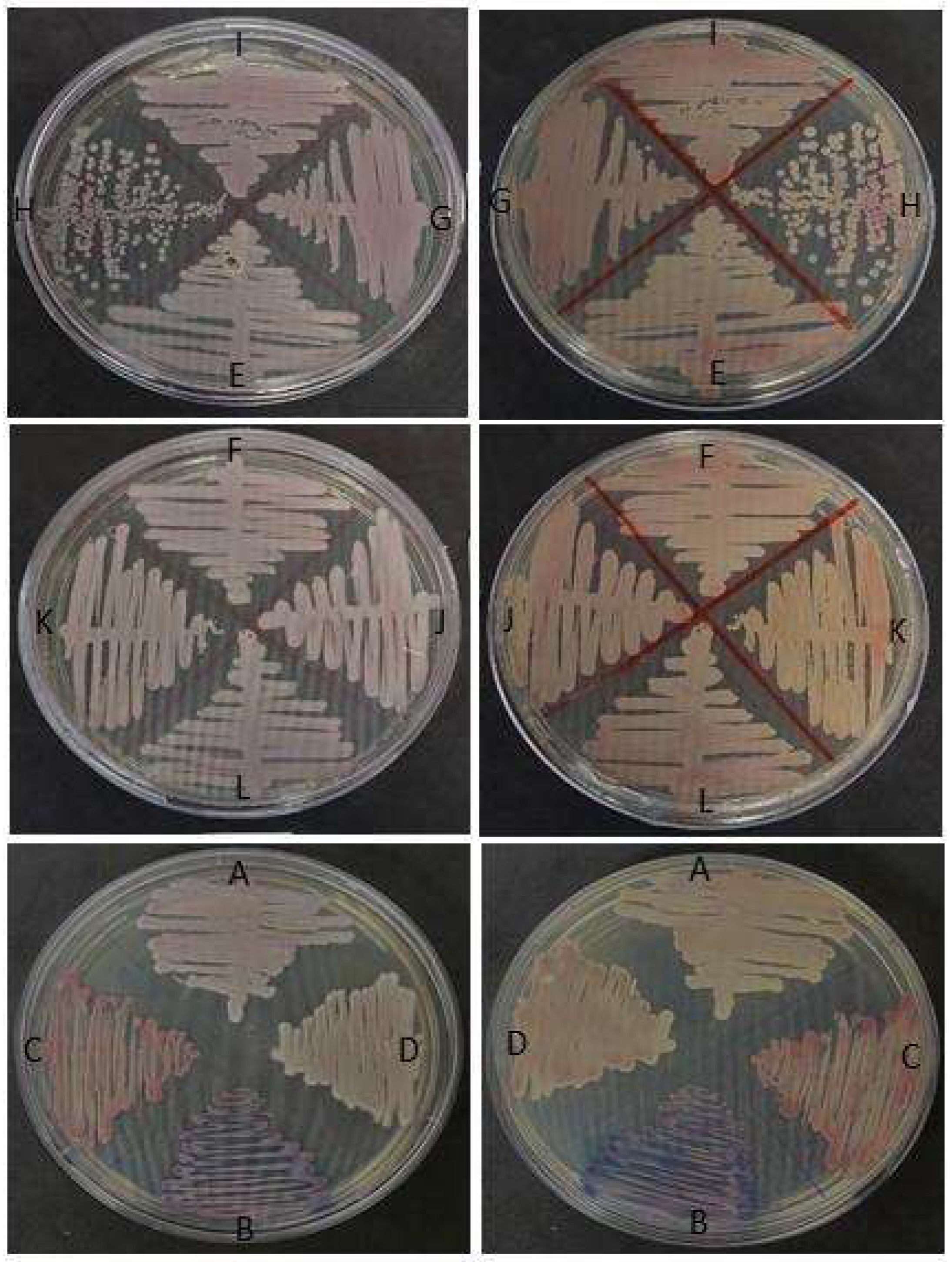Microorganisms 11 01969 g002 Microorganisms 11 01969 g002