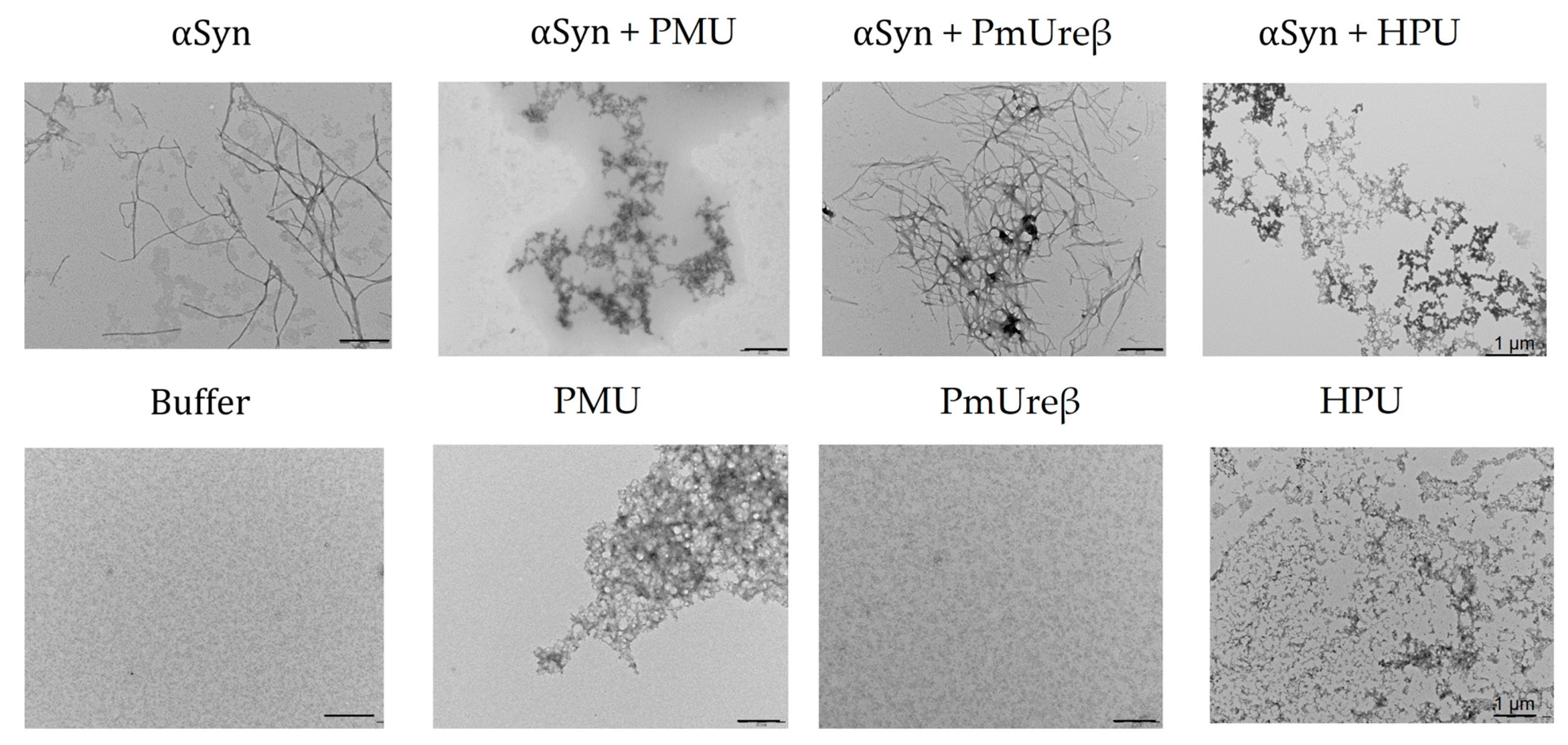 https://www.mdpi.com/microorganisms/microorganisms-11-02042/article_deploy/html/images/microorganisms-11-02042-g009.png