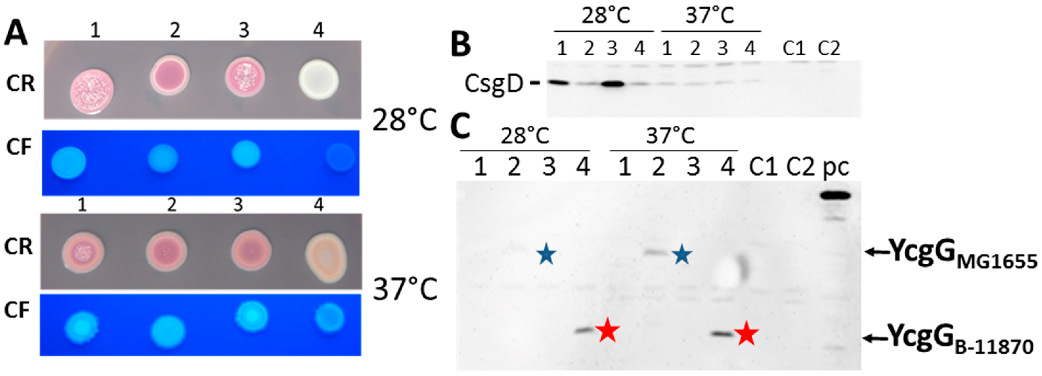 Microorganisms 11 02048 g002 Microorganisms 11 02048 g002