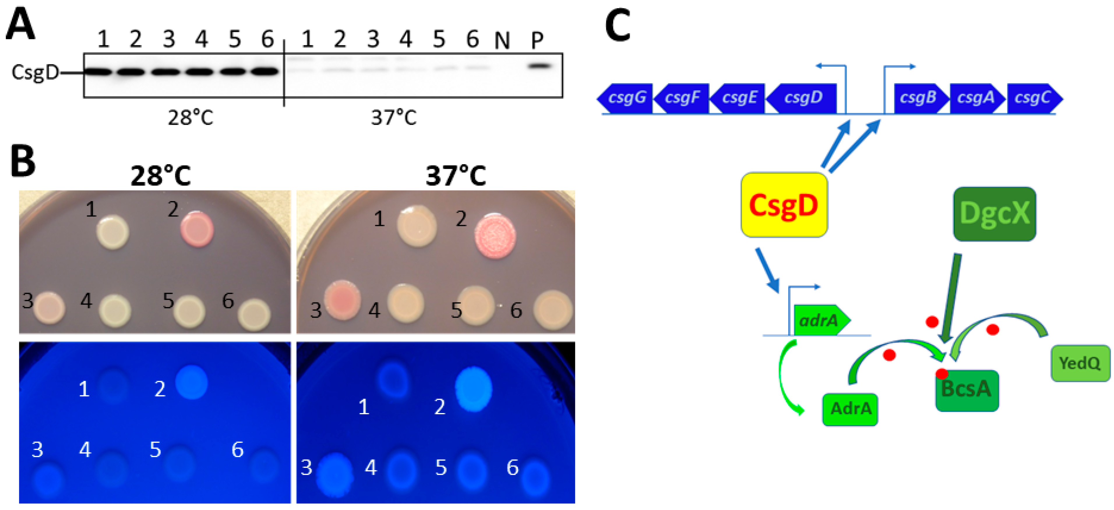 Microorganisms 11 02048 g005 Microorganisms 11 02048 g005