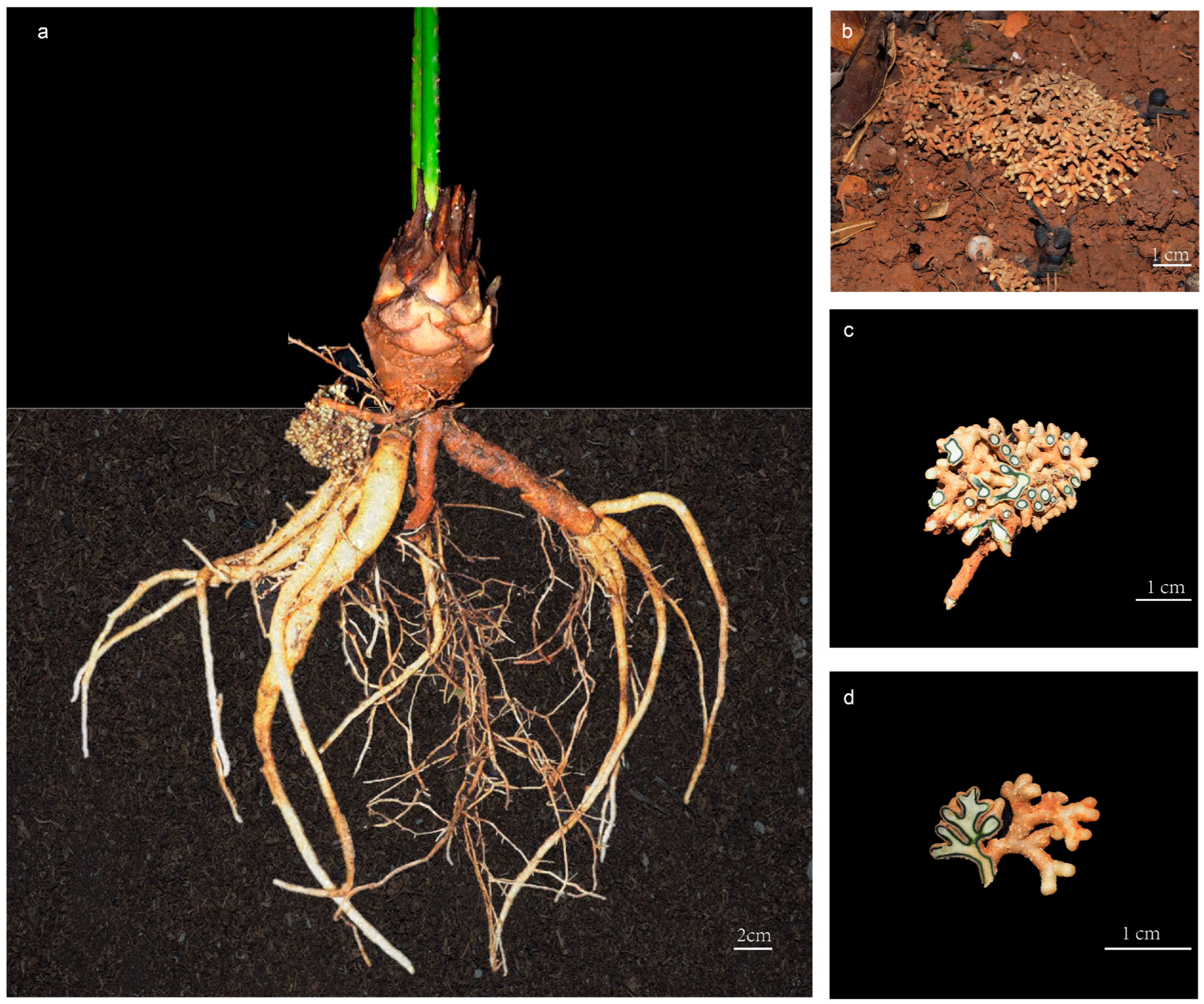Microorganisms 11 02144 g001