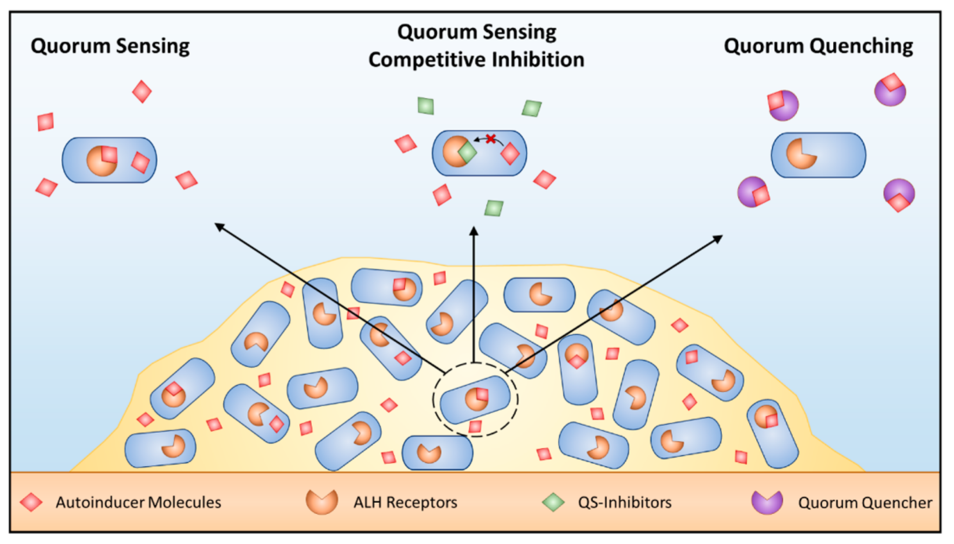 Кворум что это простыми словами. Чувство кворума Quorum Sensing. Quorum Sensing микробиология. Механизмы Quorum Sensing. Чувство кворума биопленки.