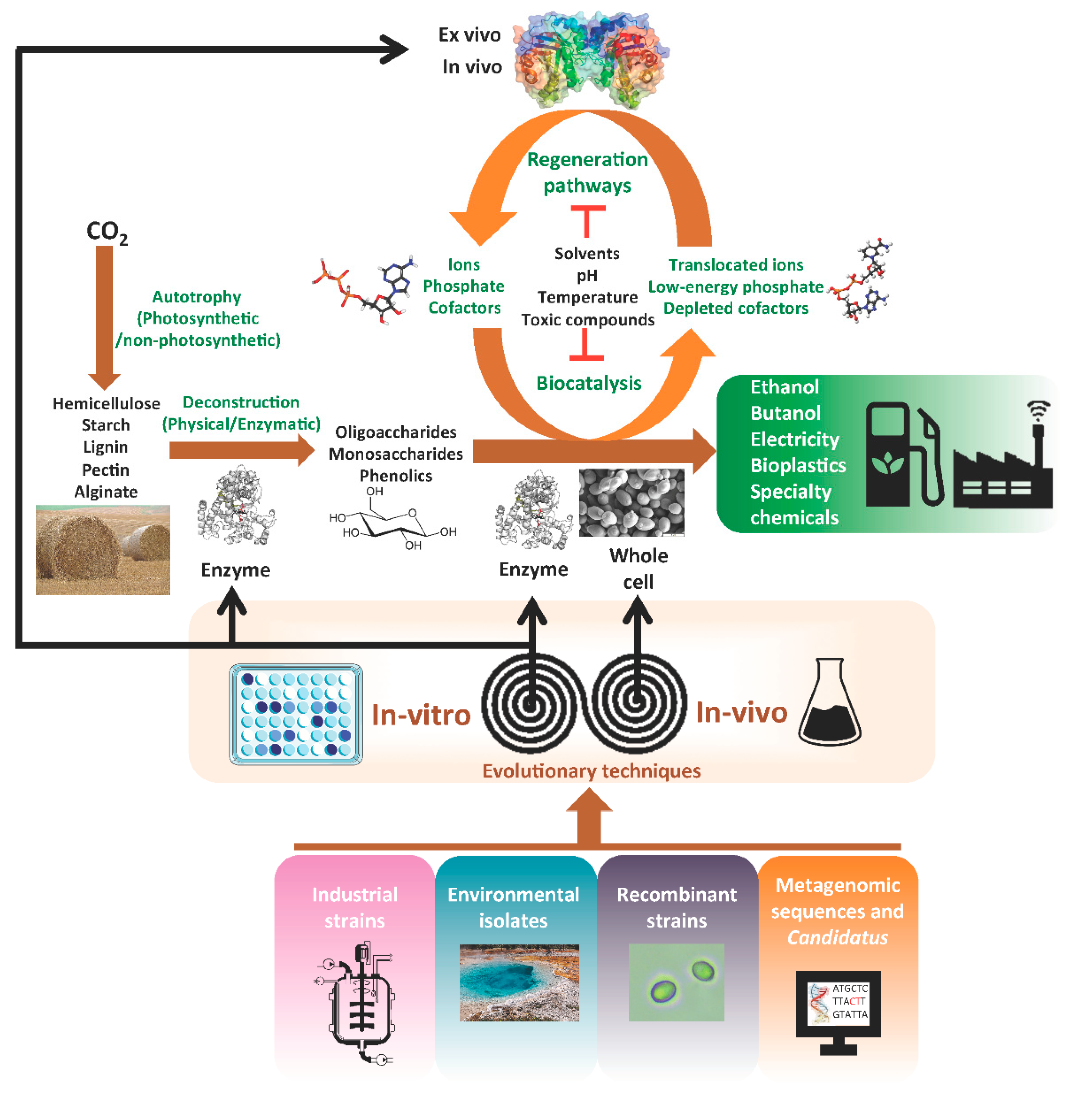 Microorganisms 11 02197 g001