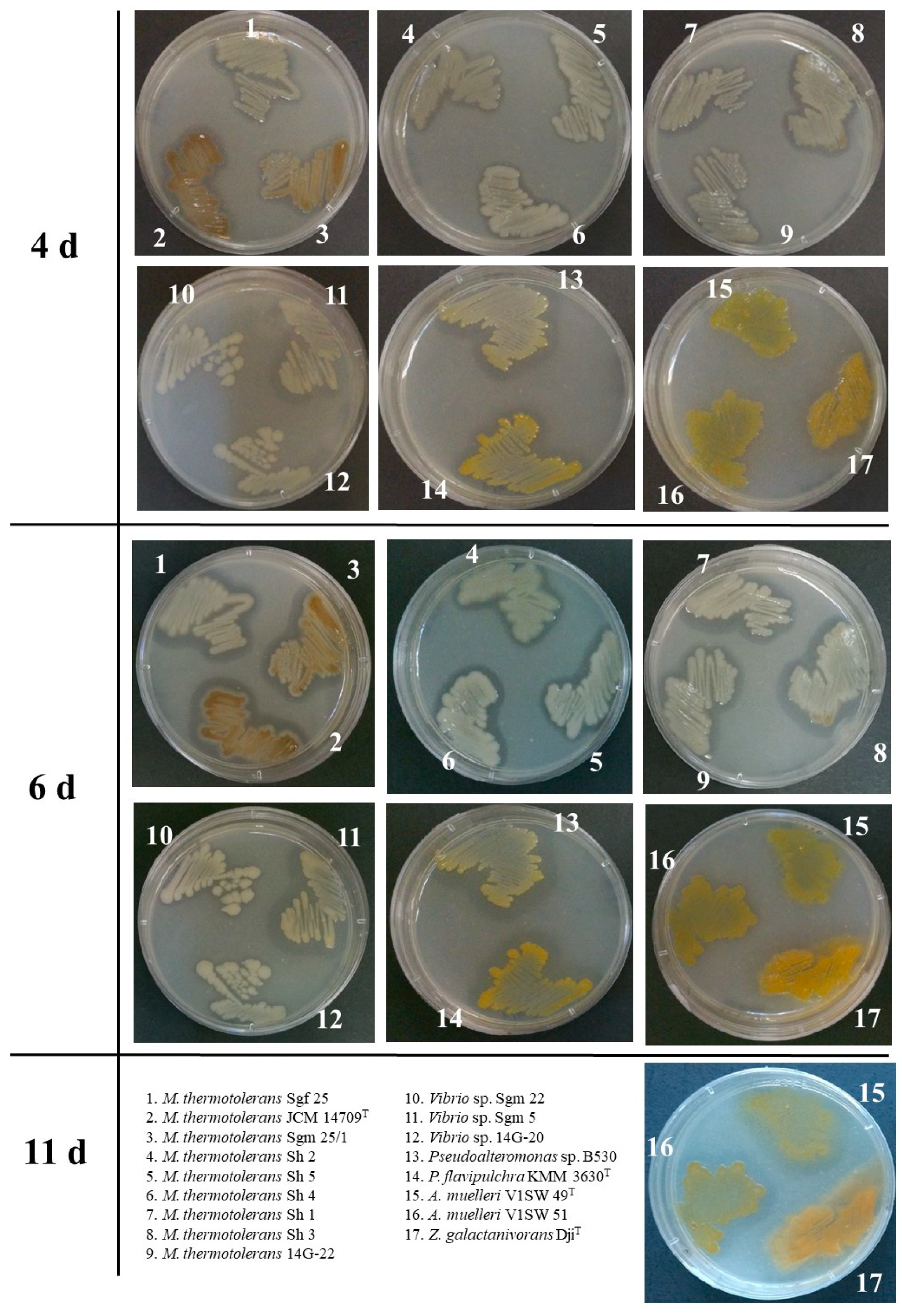 High Quality Bacterial Agar Agar Powder Technical for Microbial Culture  Medium Culture Media - China Agar Agar, Bacterial Agar