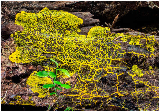 Eight smart things slime molds can do without a brain, NOVA