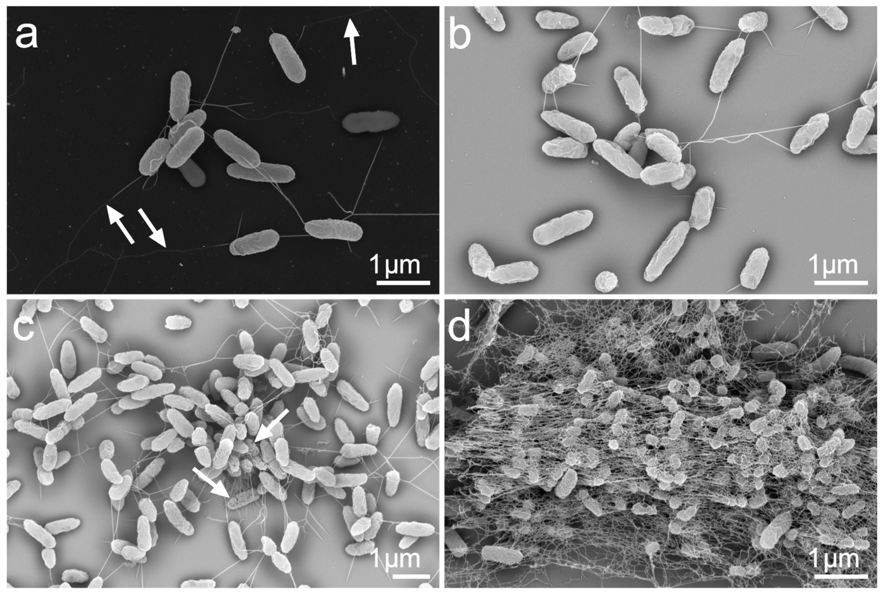 Microorganisms 11 02329 g004
