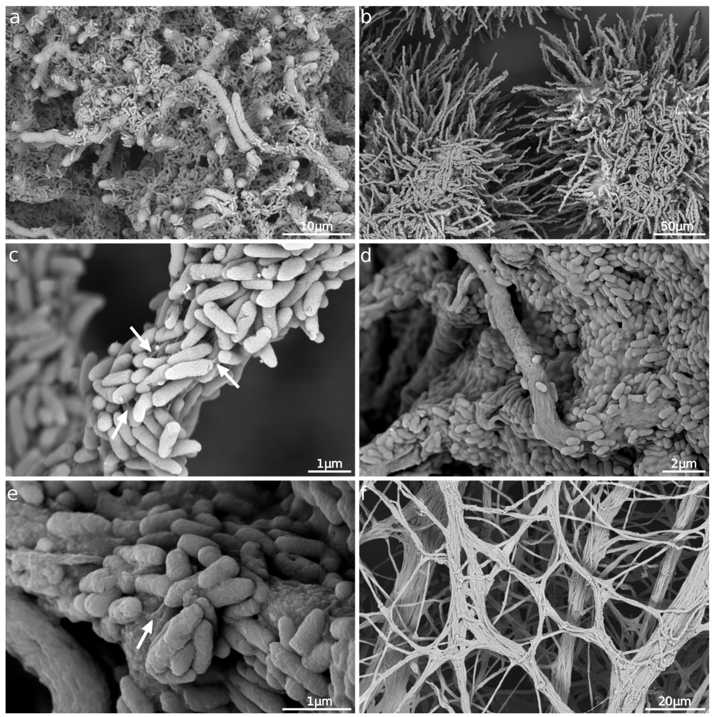 Microorganisms 11 02329 g005