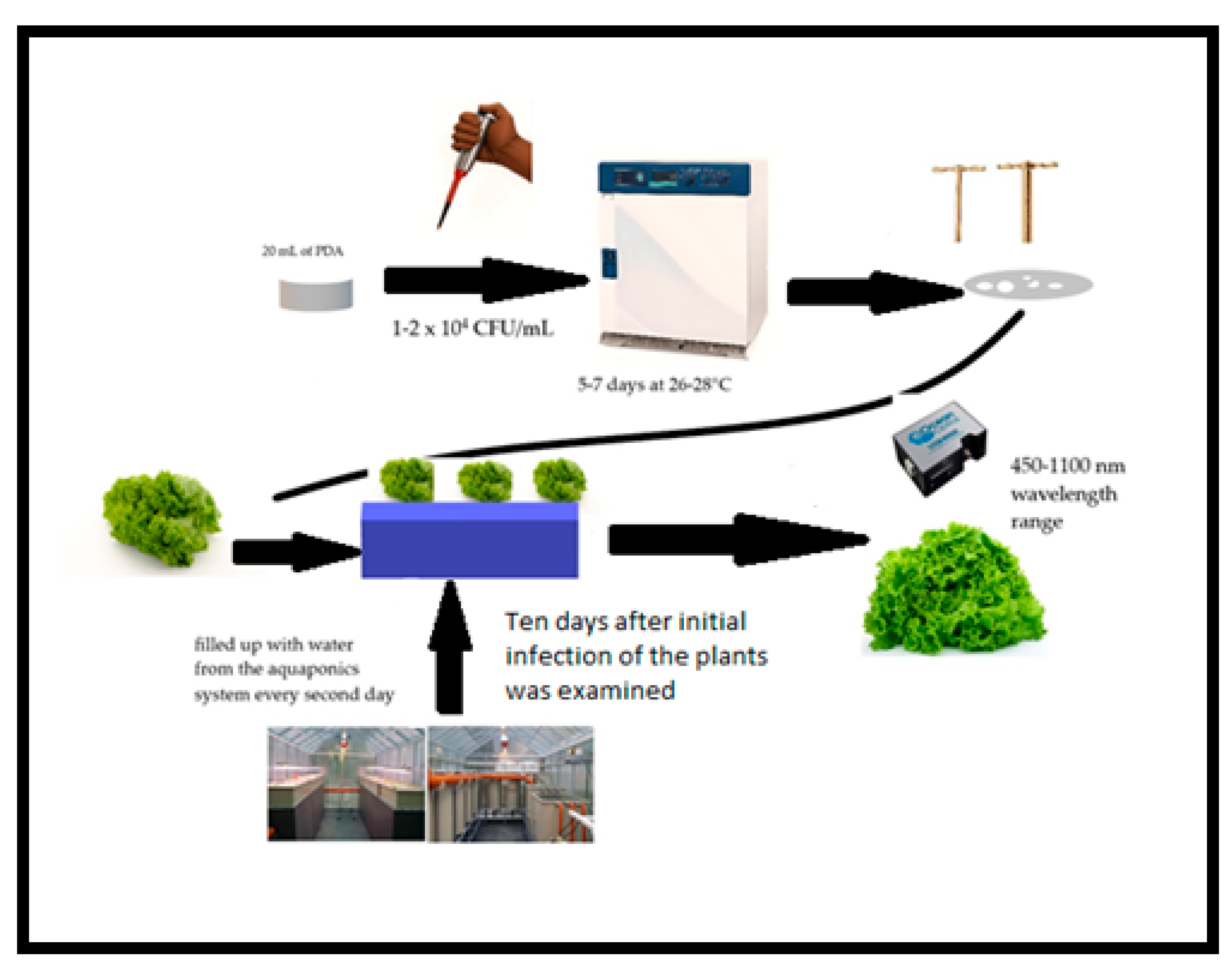 Microorganisms 11 02348 g001