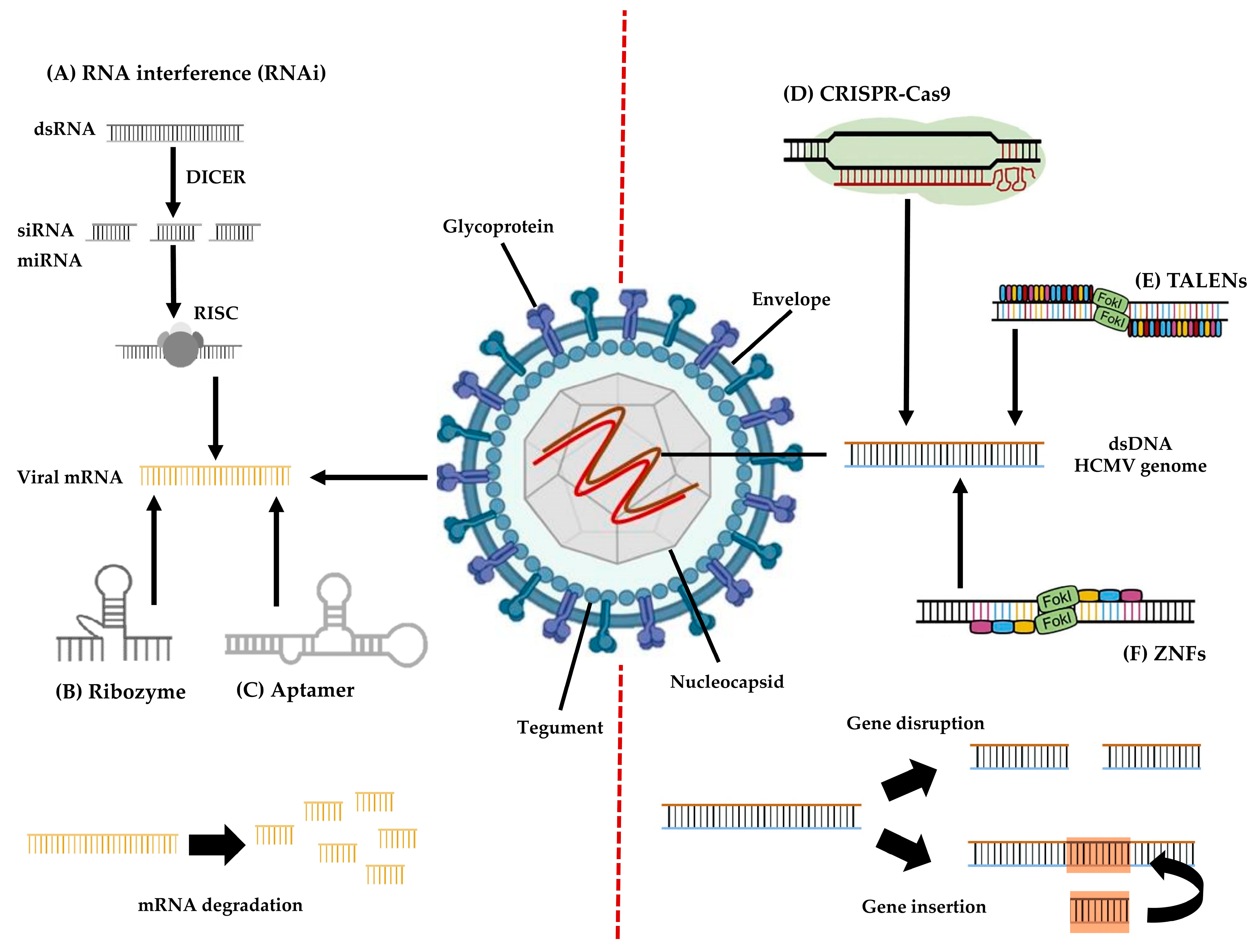 Microorganisms 11 02372 g003