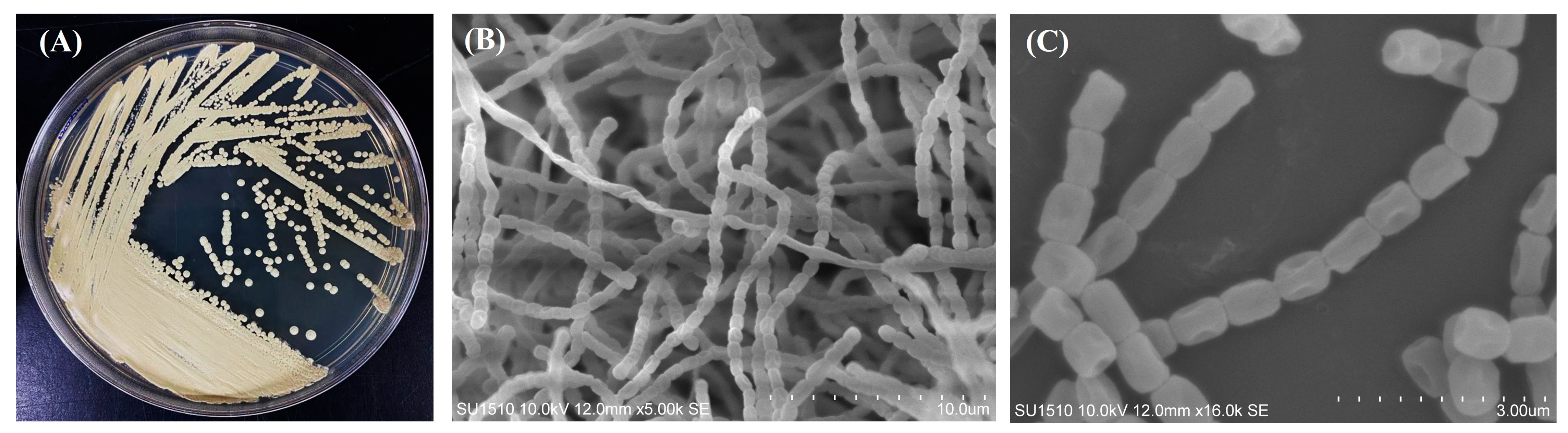 https://www.mdpi.com/microorganisms/microorganisms-11-02551/article_deploy/html/images/microorganisms-11-02551-g001.png