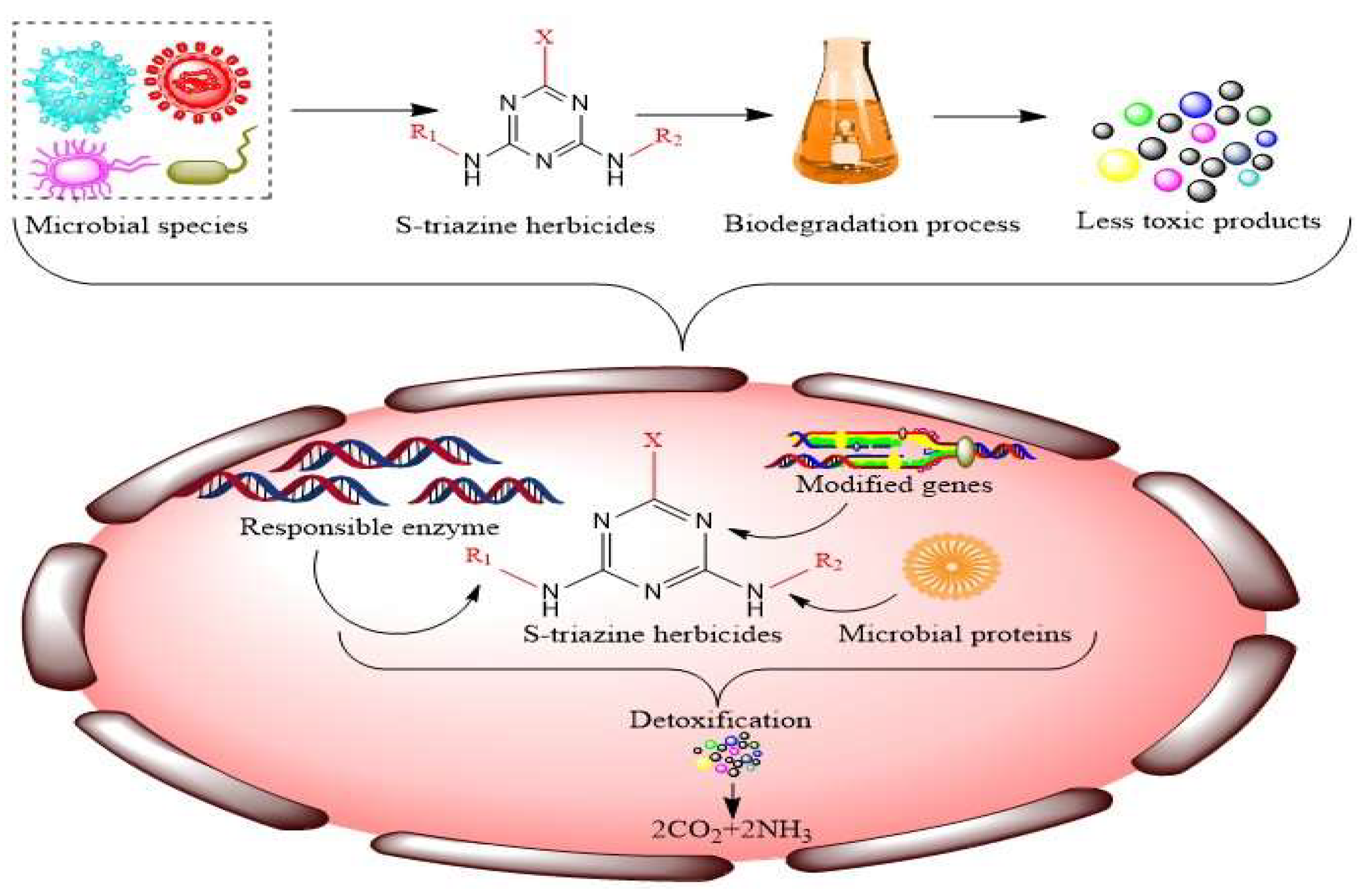Microorganisms 11 02558 g003