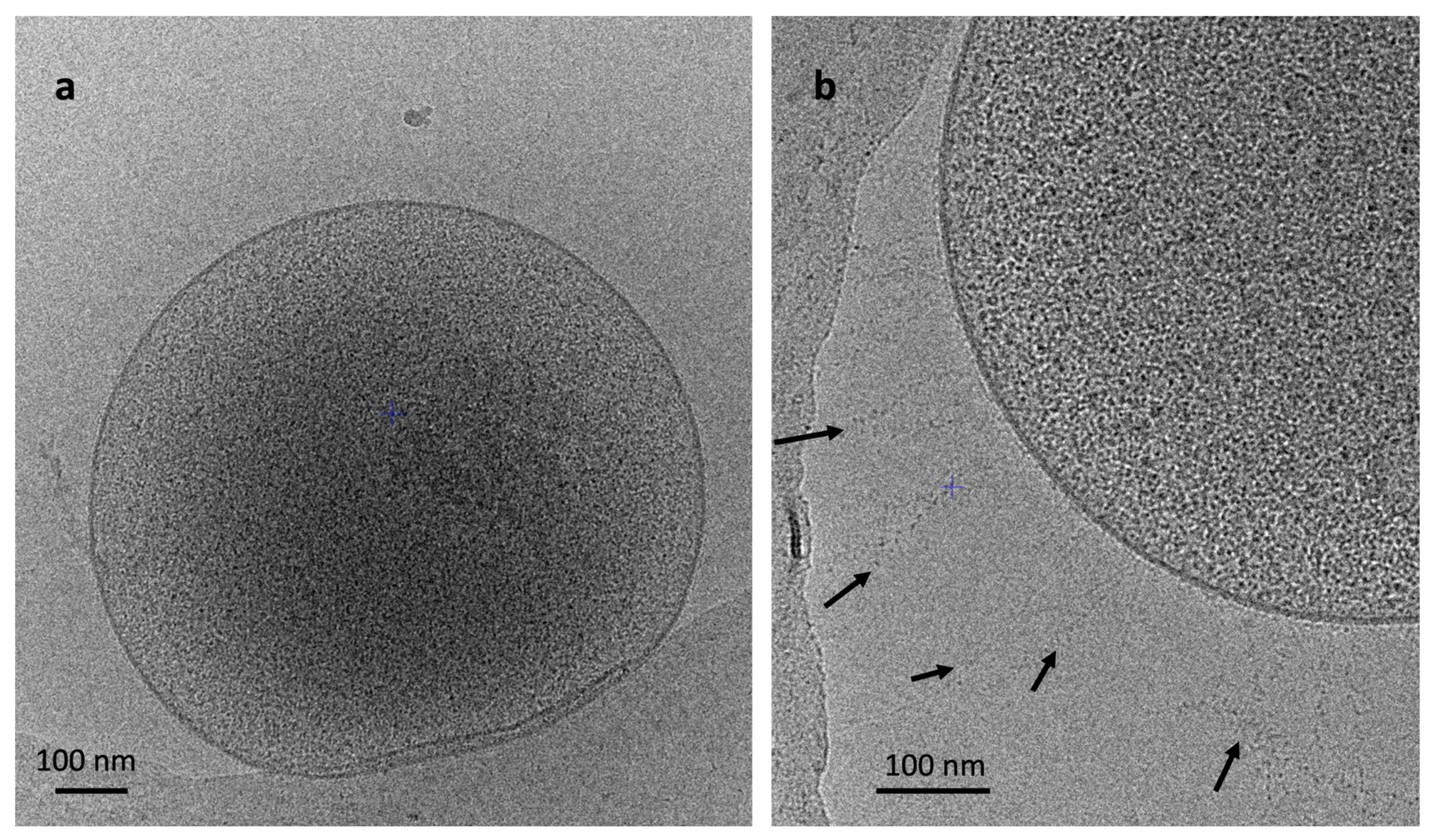 Microorganisms 11 02794 g003