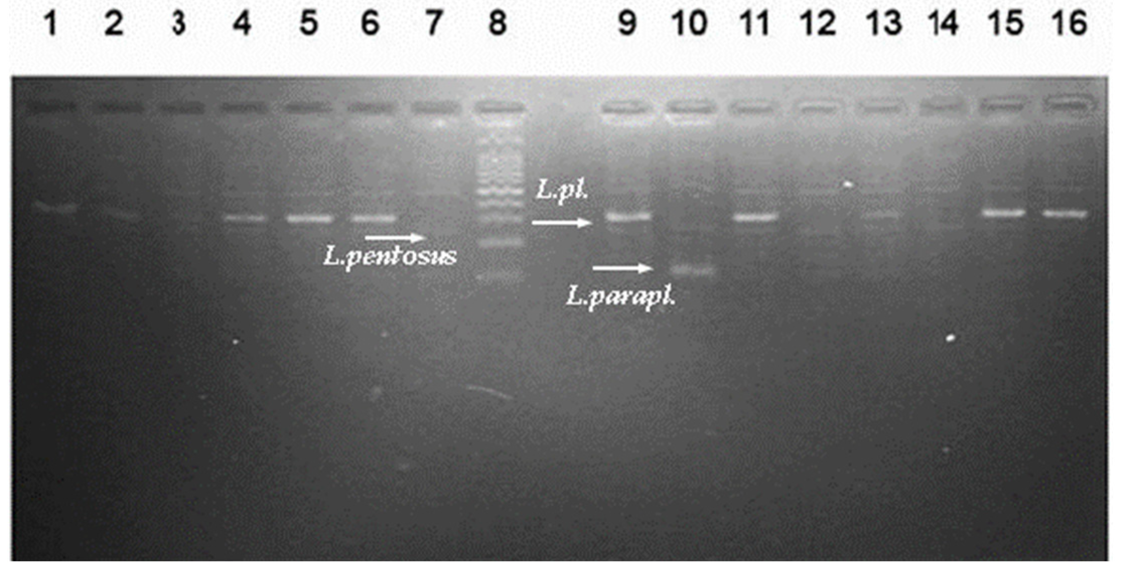 Microorganisms 11 02847 g001