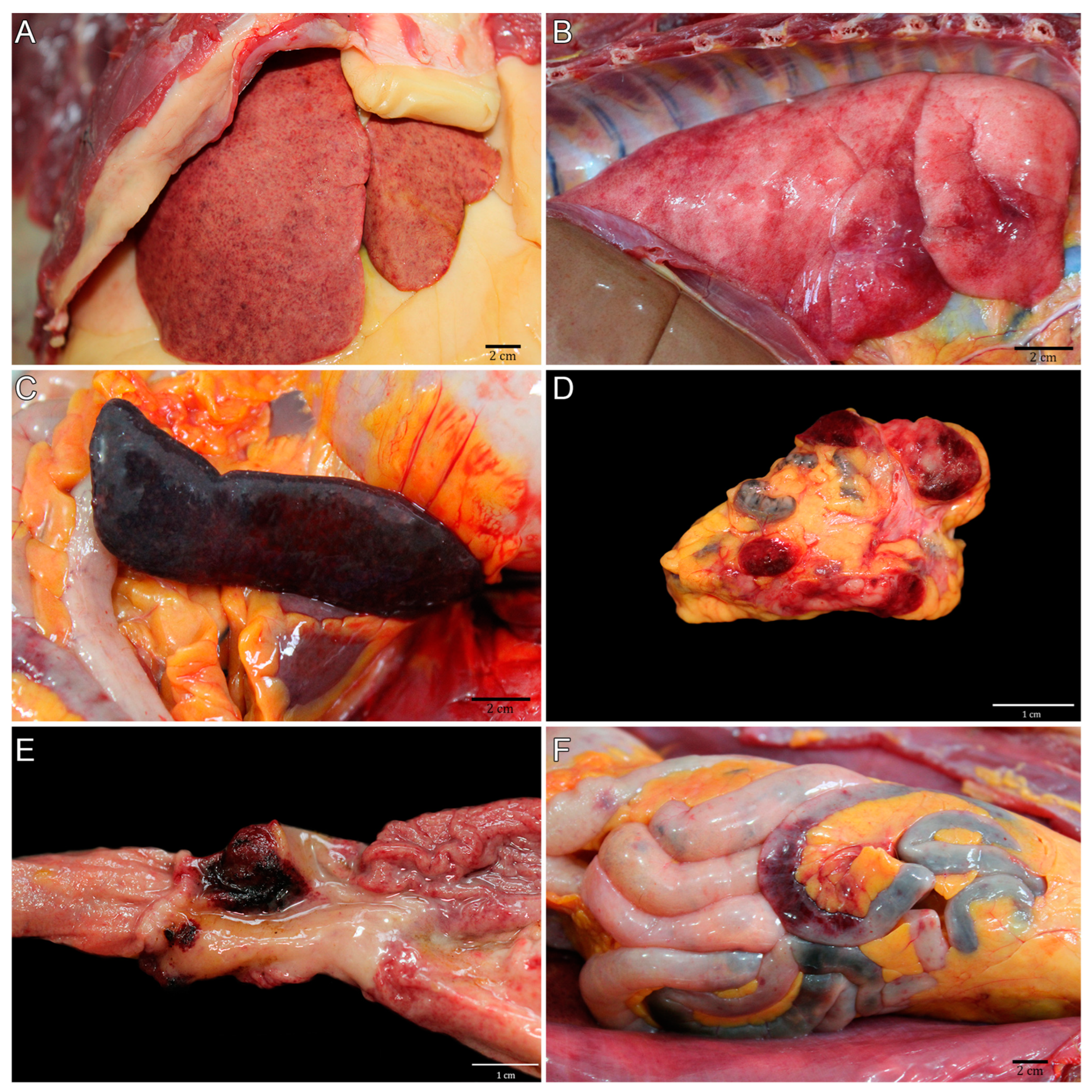 Microorganisms 11 02888 g002