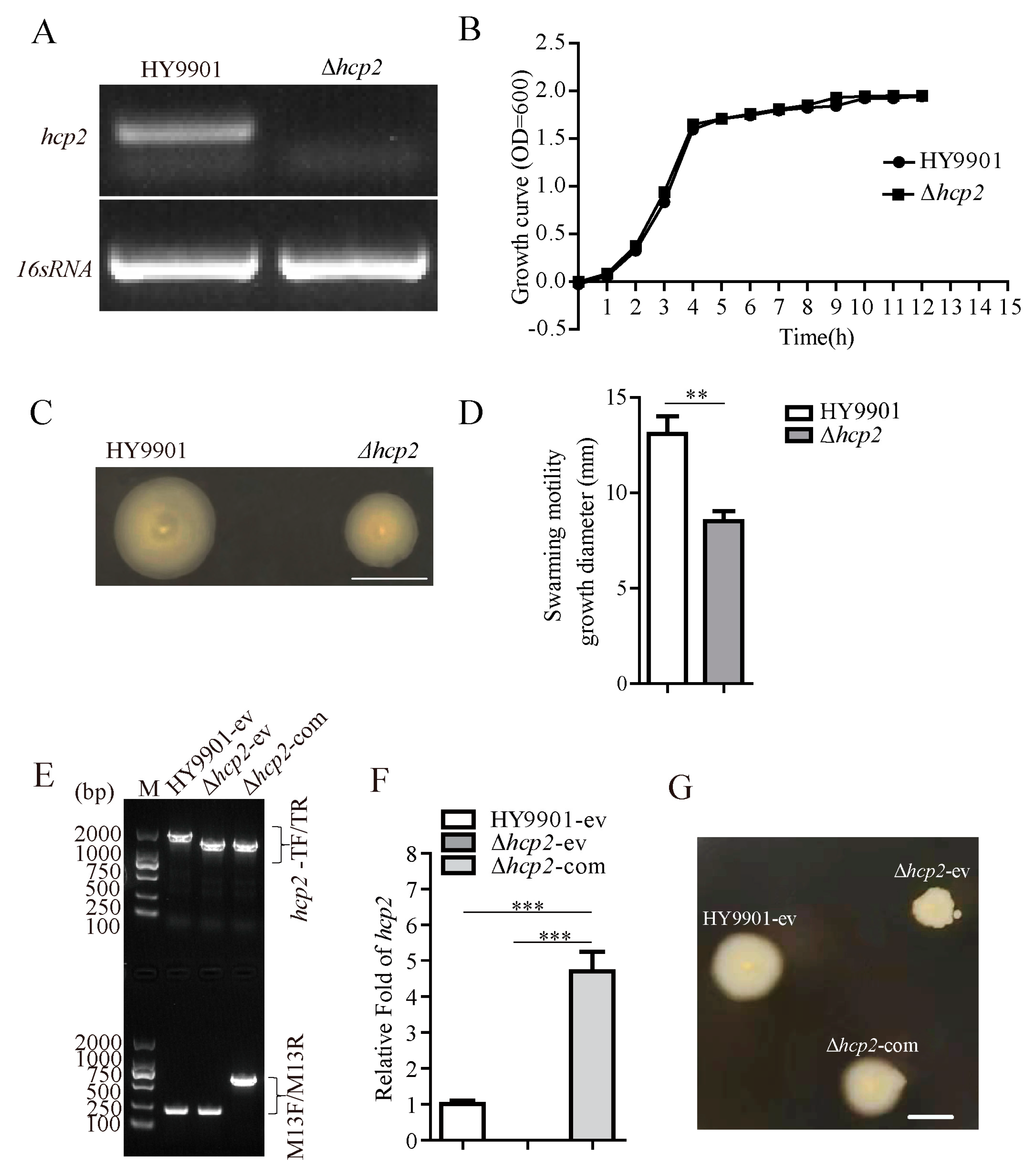 Microorganisms Free Full Text Roles Of Hcp2 A Hallmark Of T6ss2 In Motility Adhesive 0541