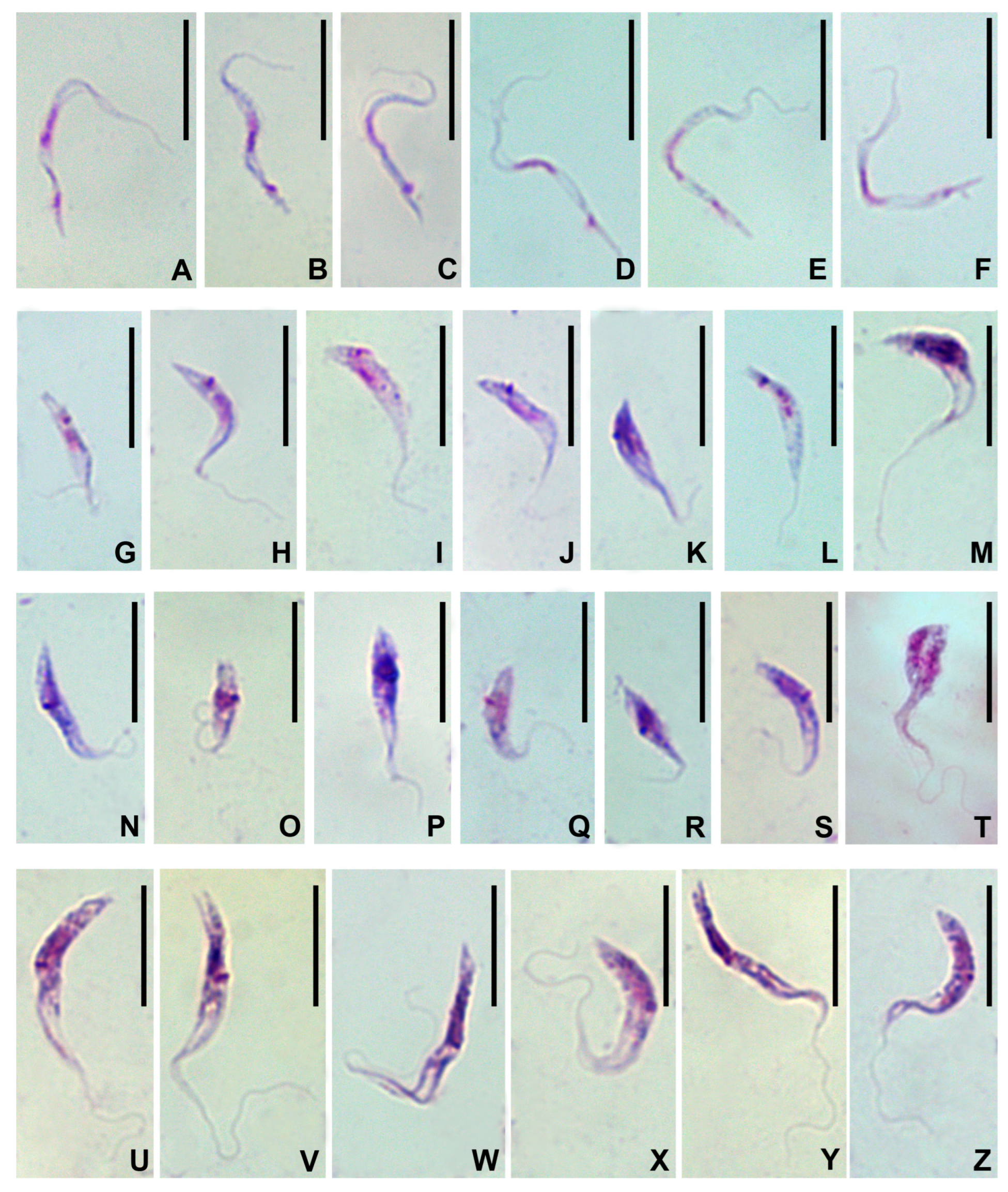 Microorganisms 11 02906 g003