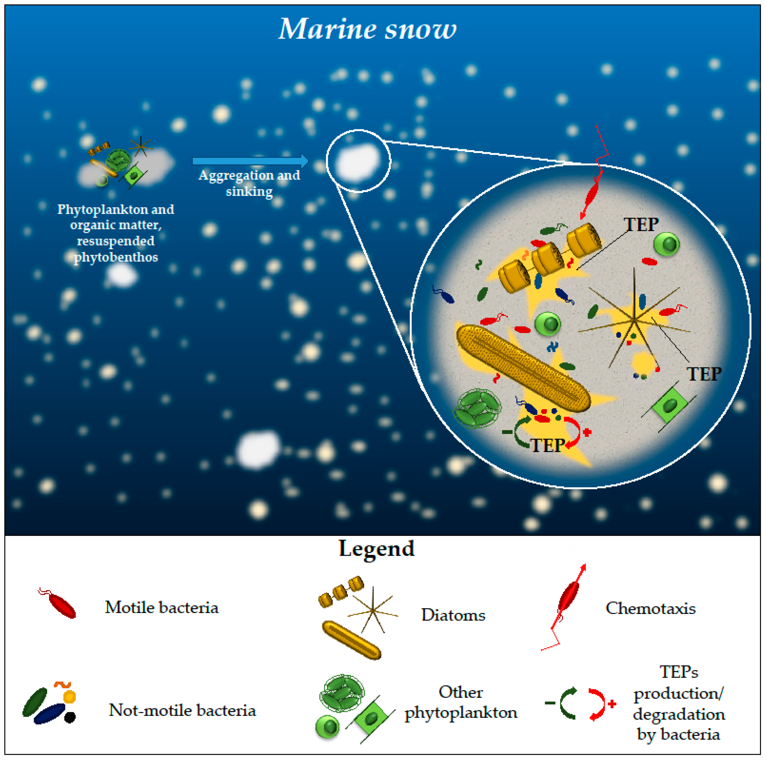 Microorganisms 11 02967 g002