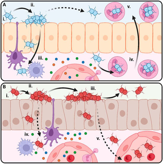 Microorganisms | Free Full-Text | Microevolution and Its Impact on  Hypervirulence, Antimicrobial Resistance, and Vaccine Escape in Neisseria  meningitidis