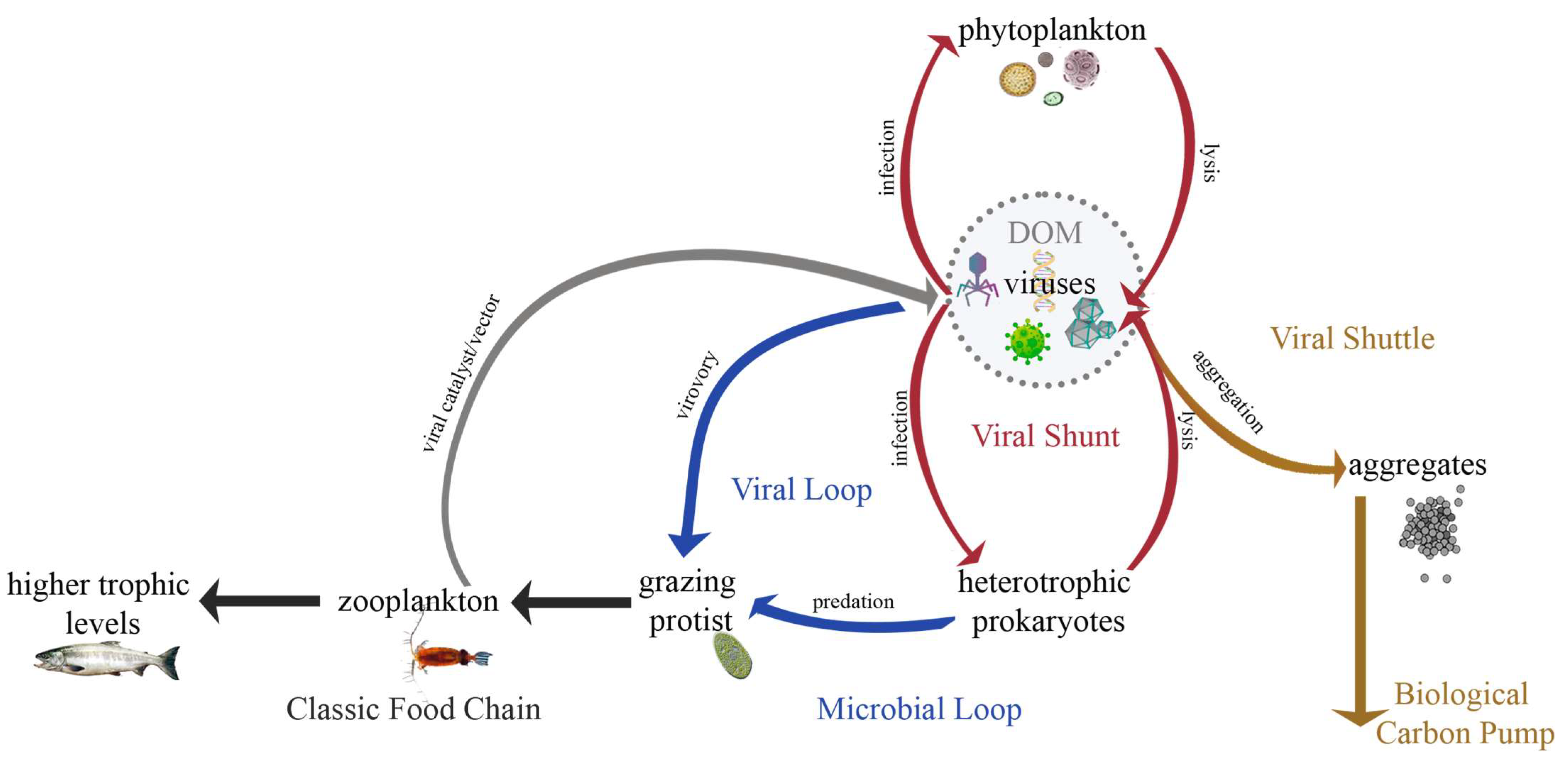 Microorganisms 12 00031 g001