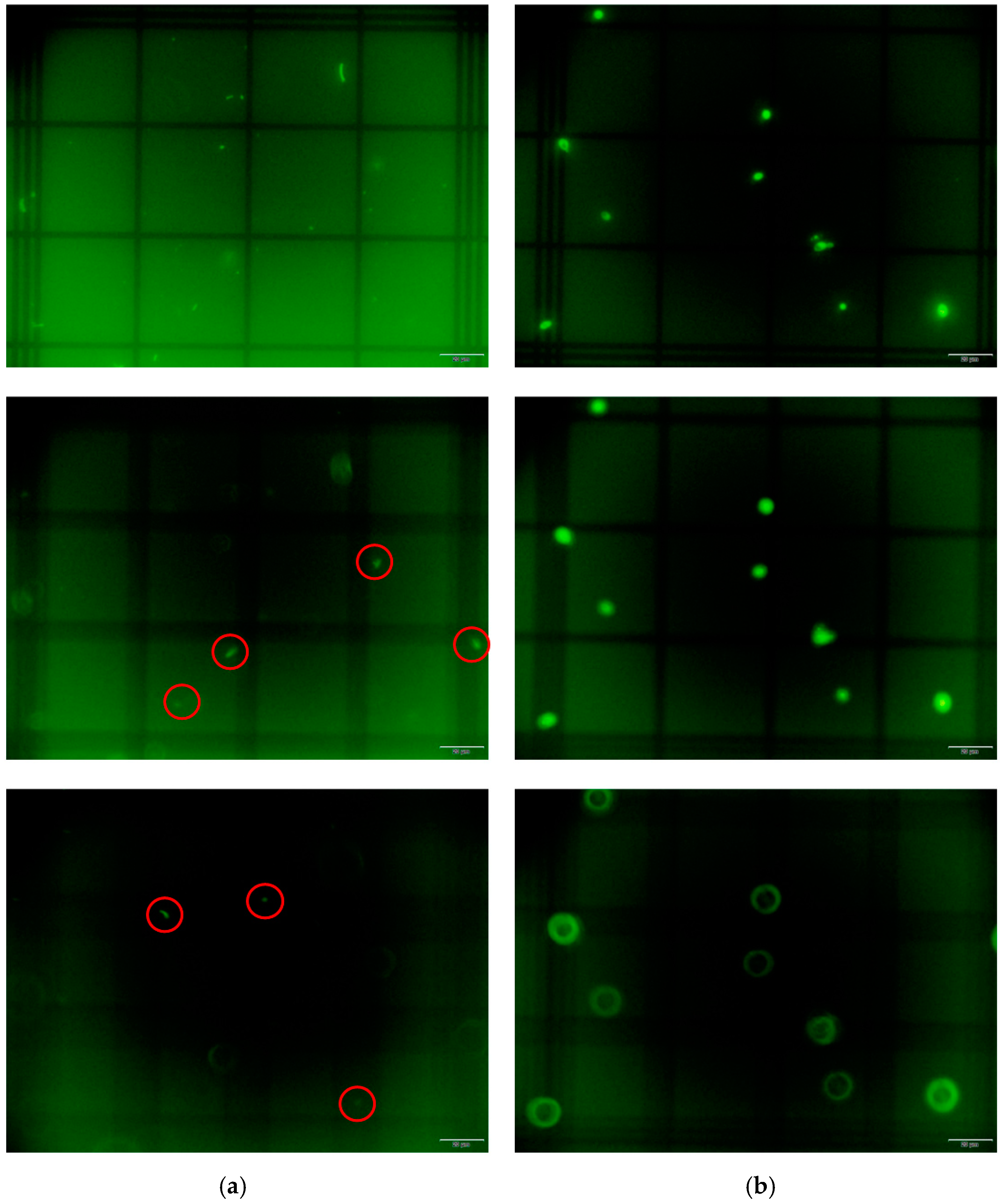 Microorganisms 12 00114 g002