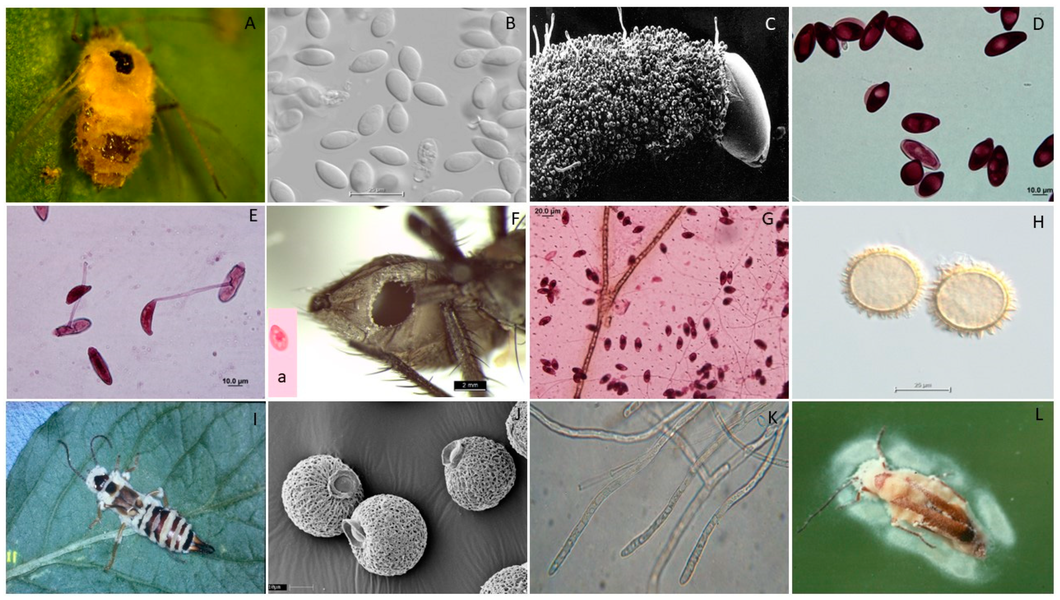 Microorganisms, Free Full-Text