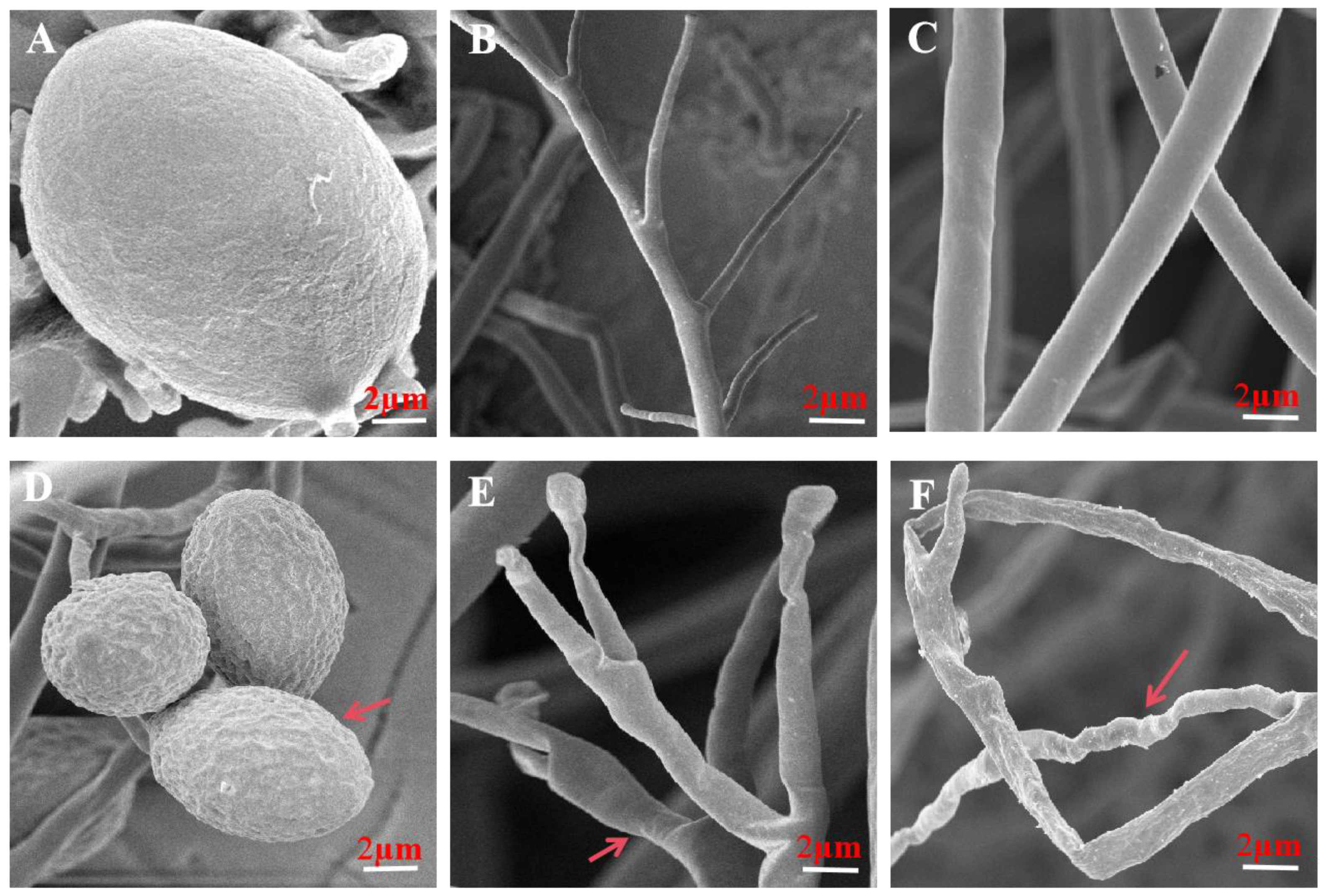 Microorganisms 12 00184 g005