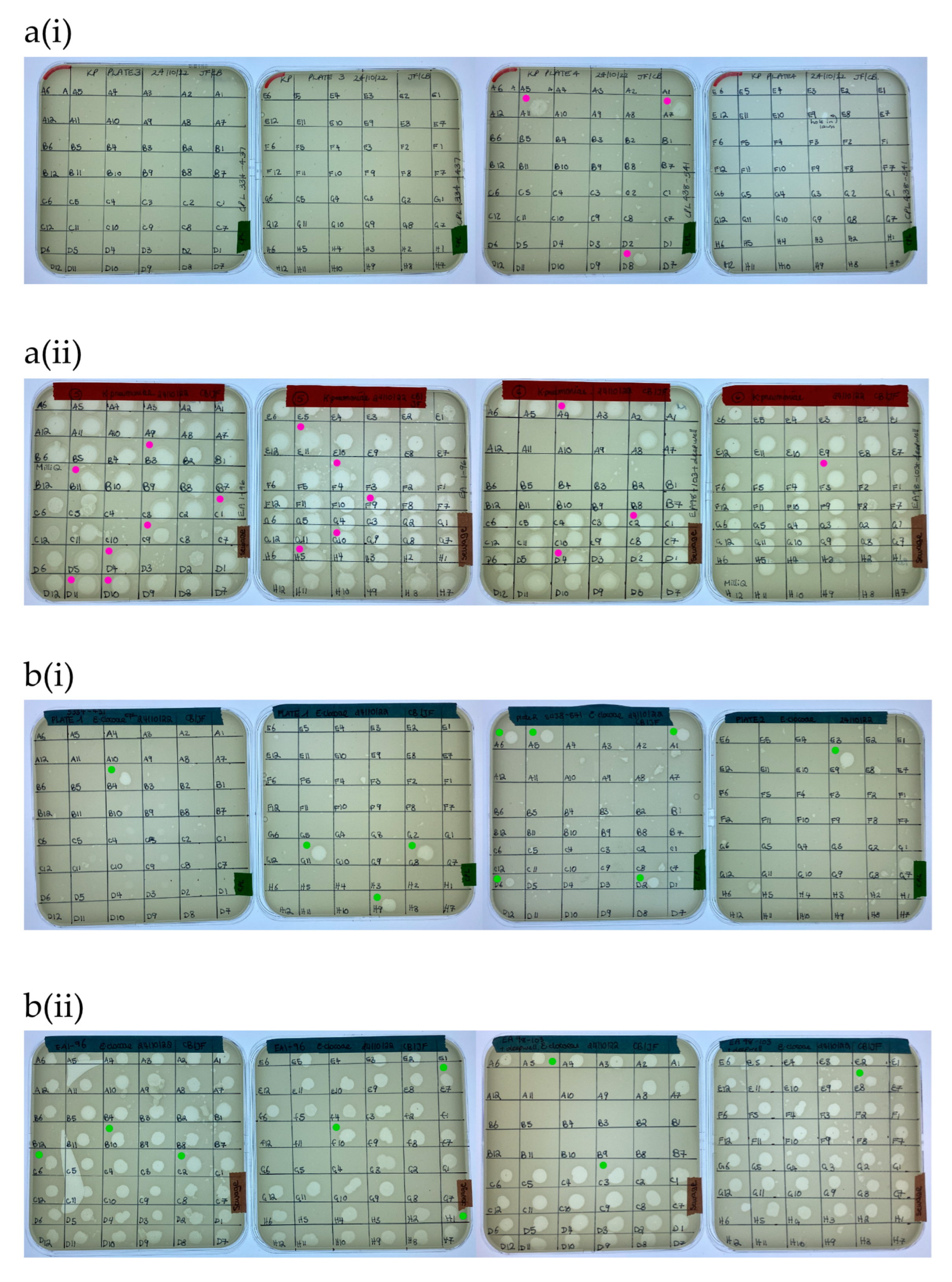 Microorganisms 12 00253 g004