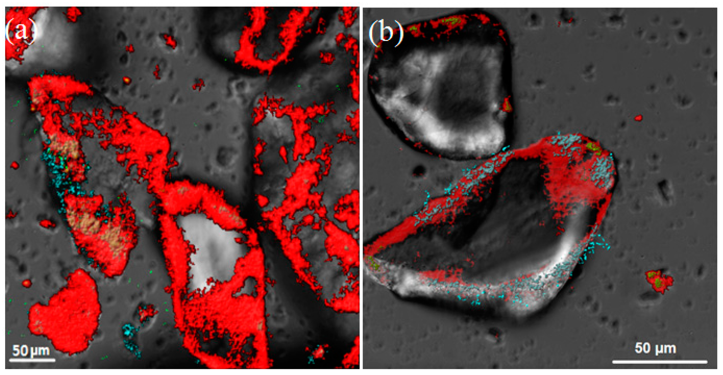 Microorganisms 12 00275 g001