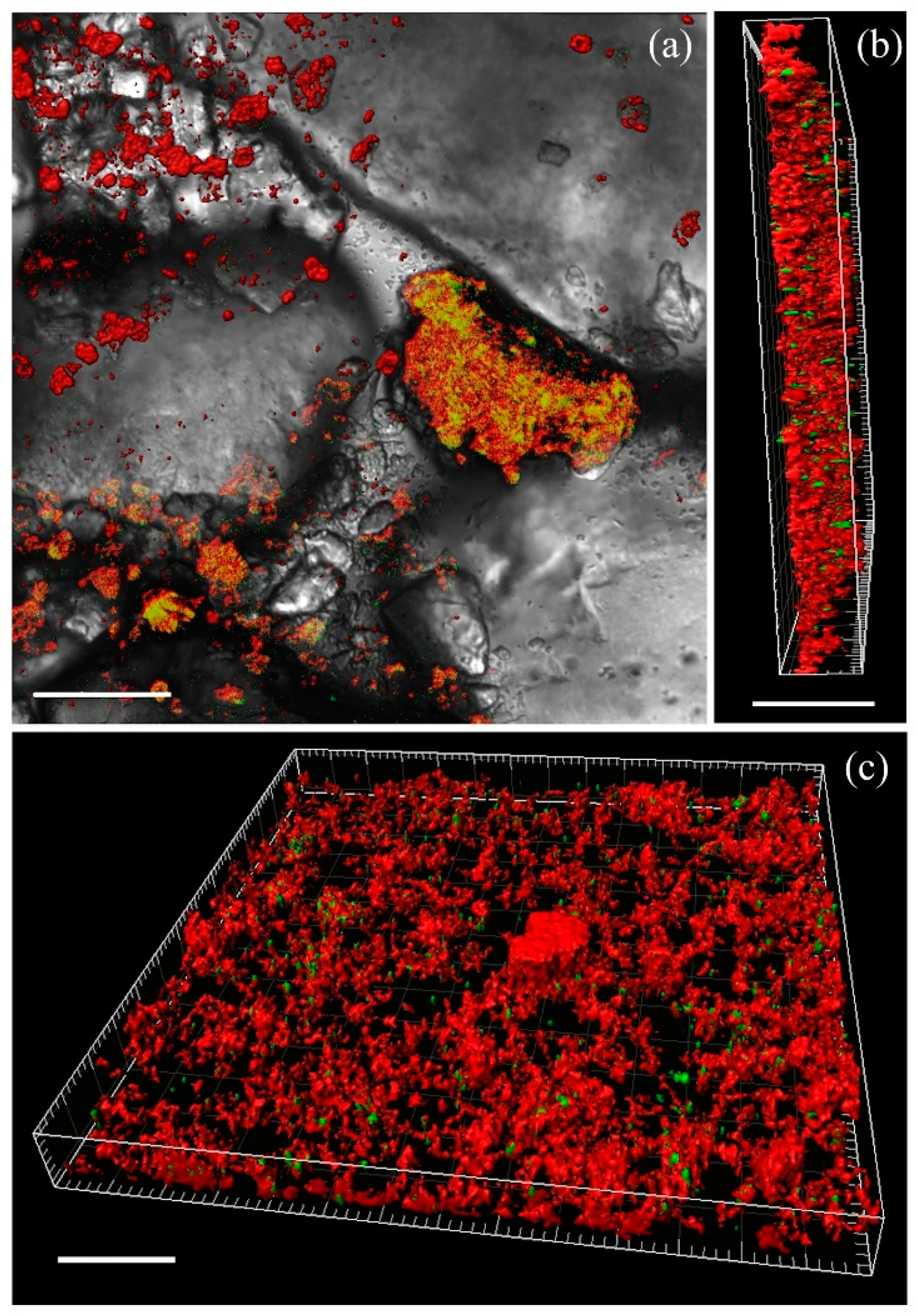 Microorganisms 12 00275 g002