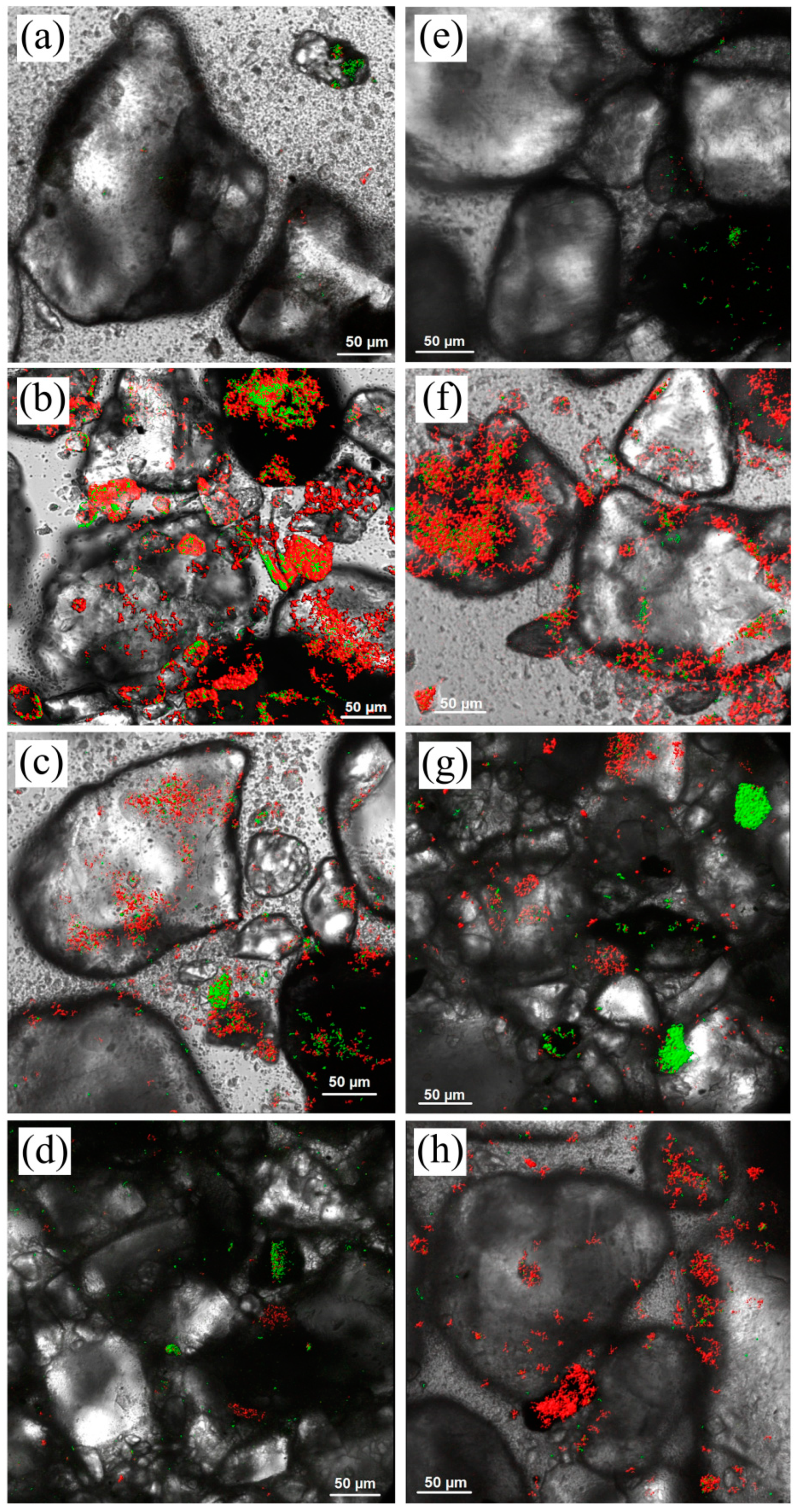 Microorganisms 12 00275 g003