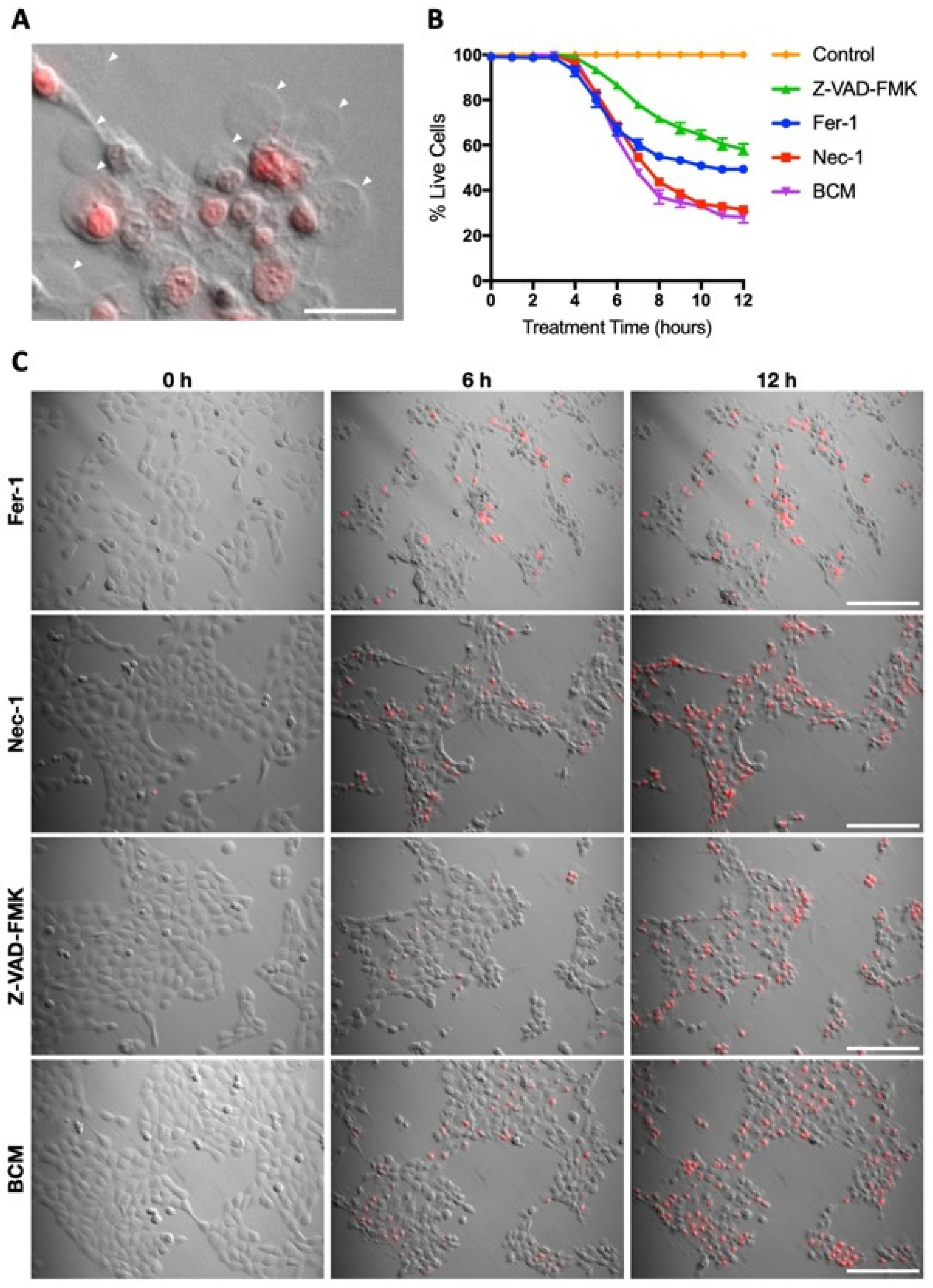Microorganisms 12 00293 g004