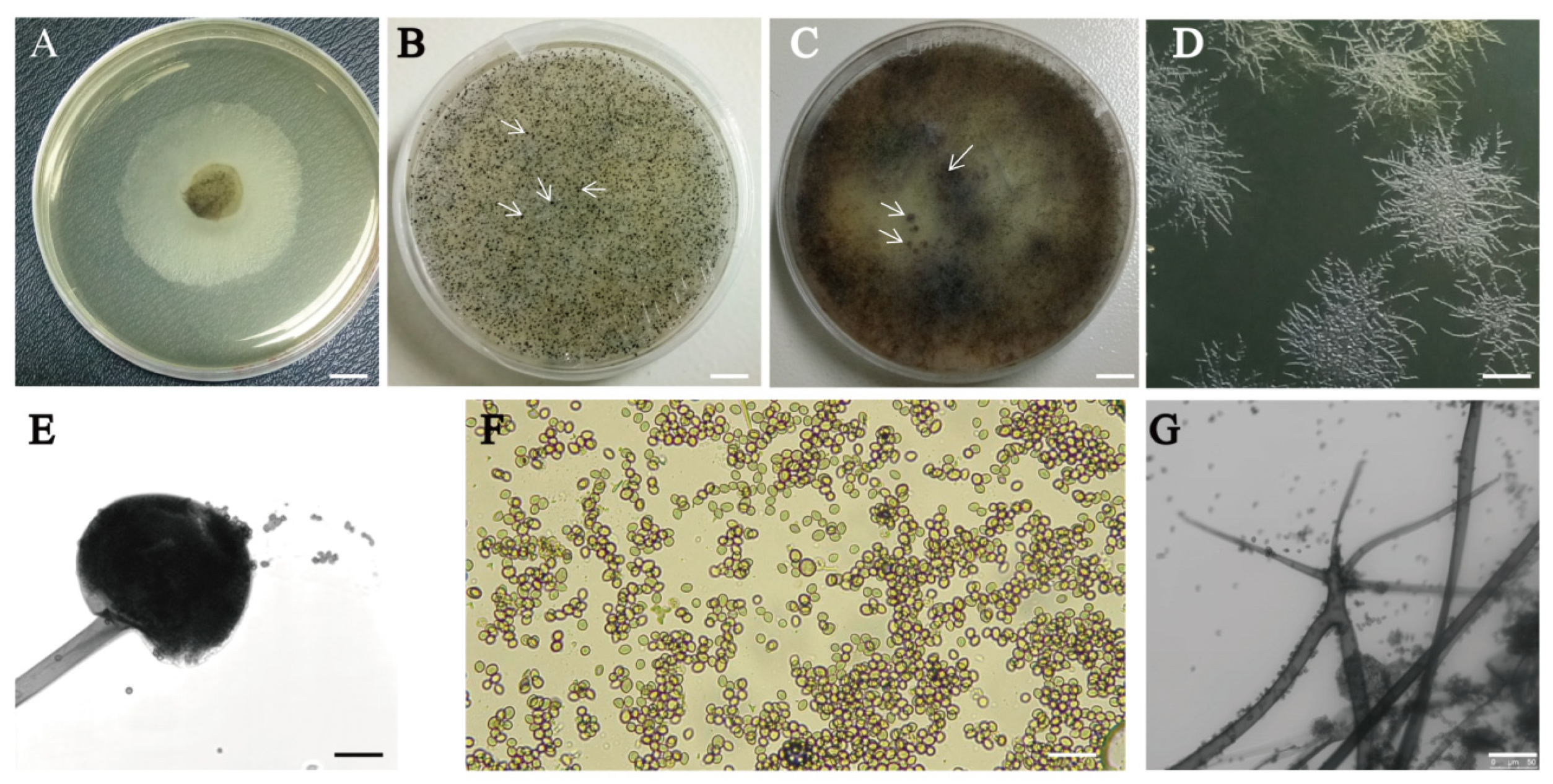 Microorganisms 12 00313 g002