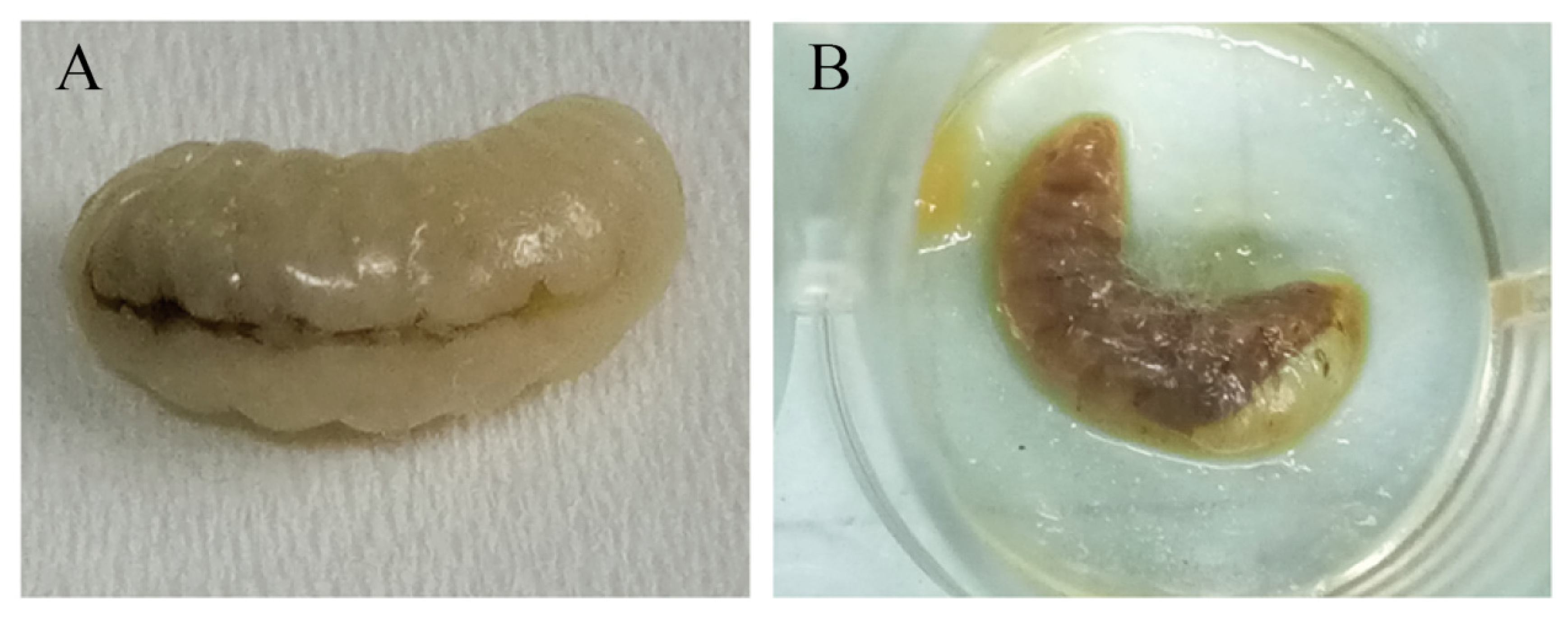 Microorganisms 12 00313 g005