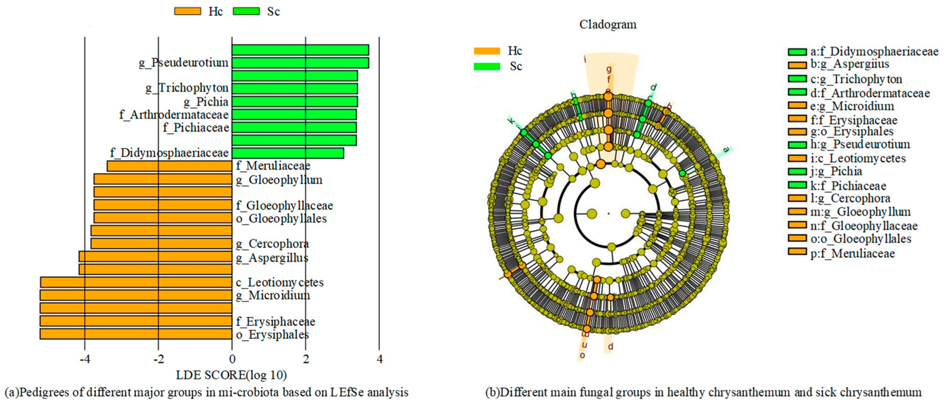 Microorganisms 12 00337 g005