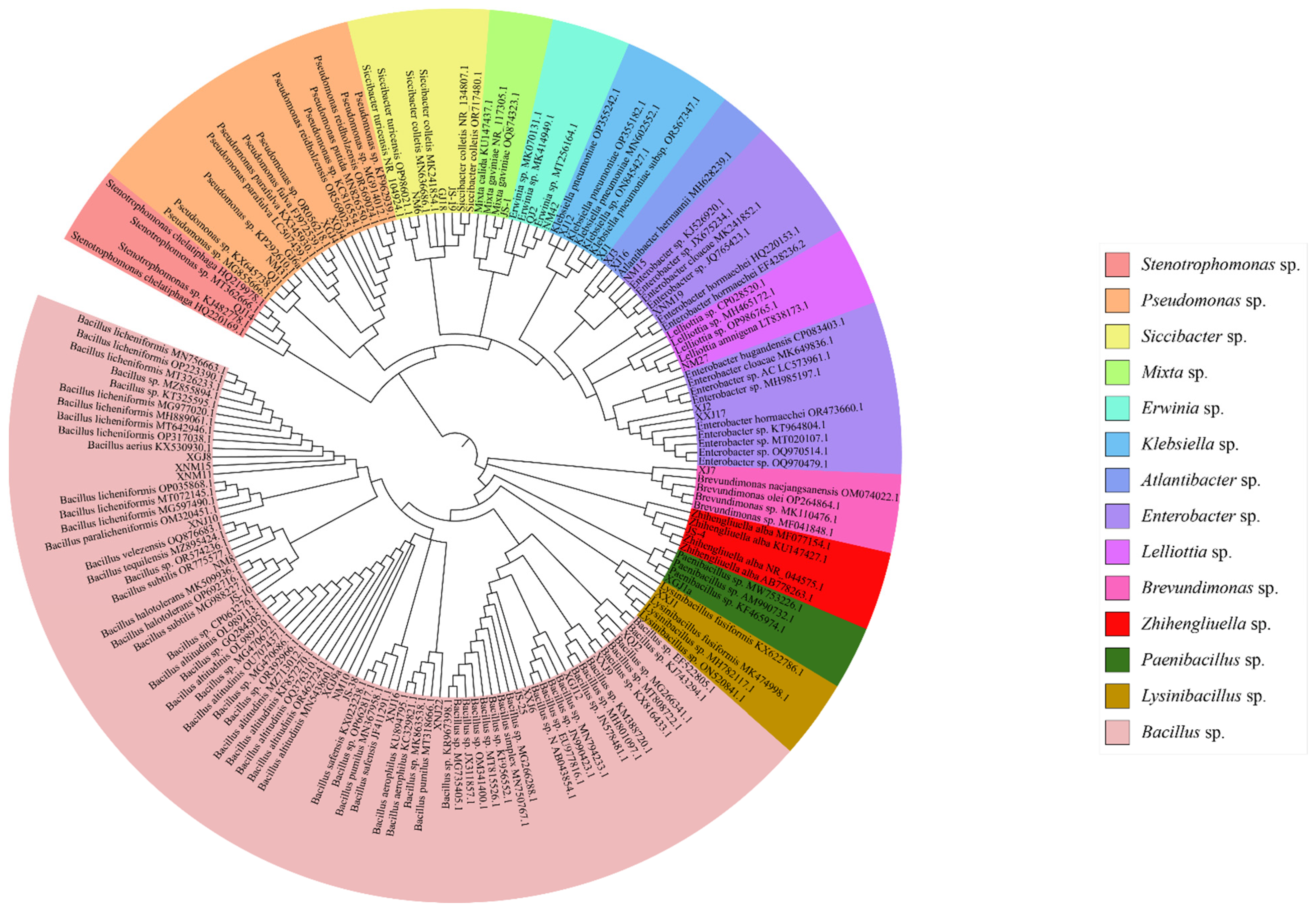 Microorganisms 12 00339 g001