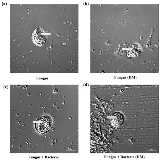 Microorganisms, Free Full-Text