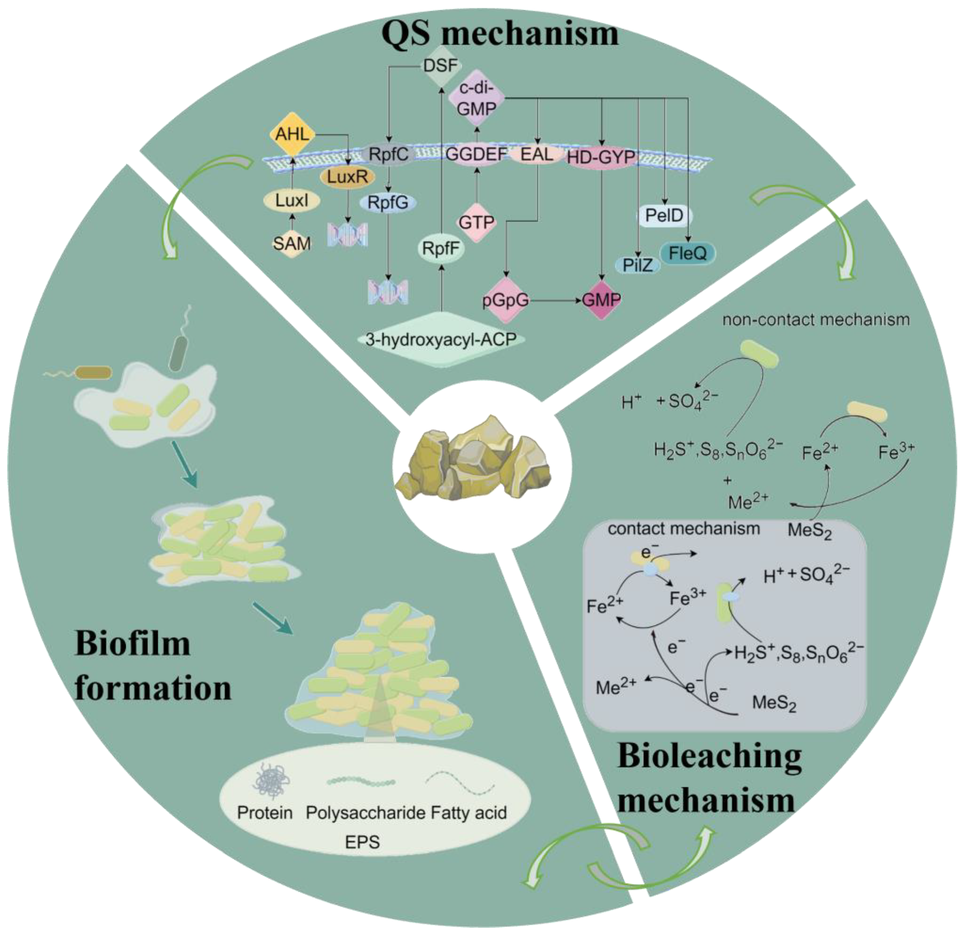Microorganisms 12 00422 g001
