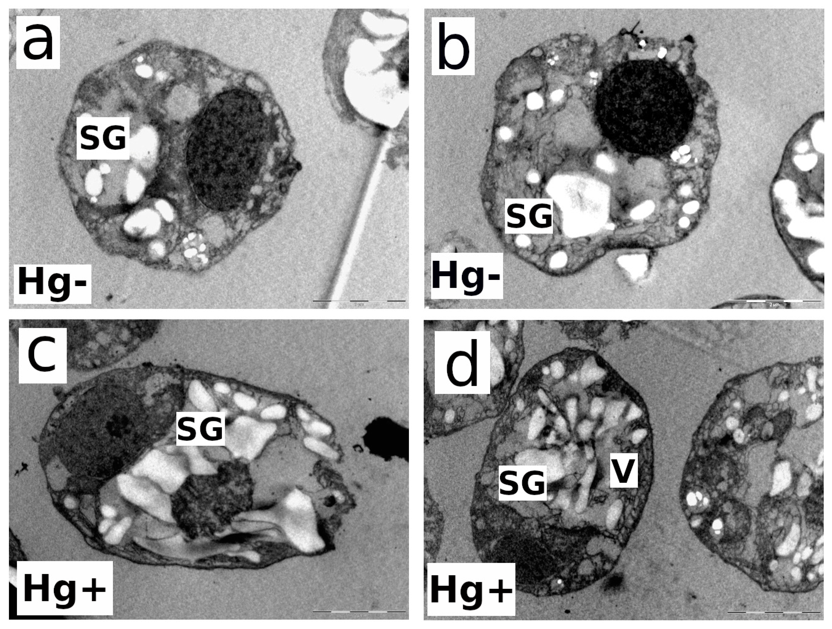 Microorganisms 12 00434 g006 Microorganisms 12 00434 g006