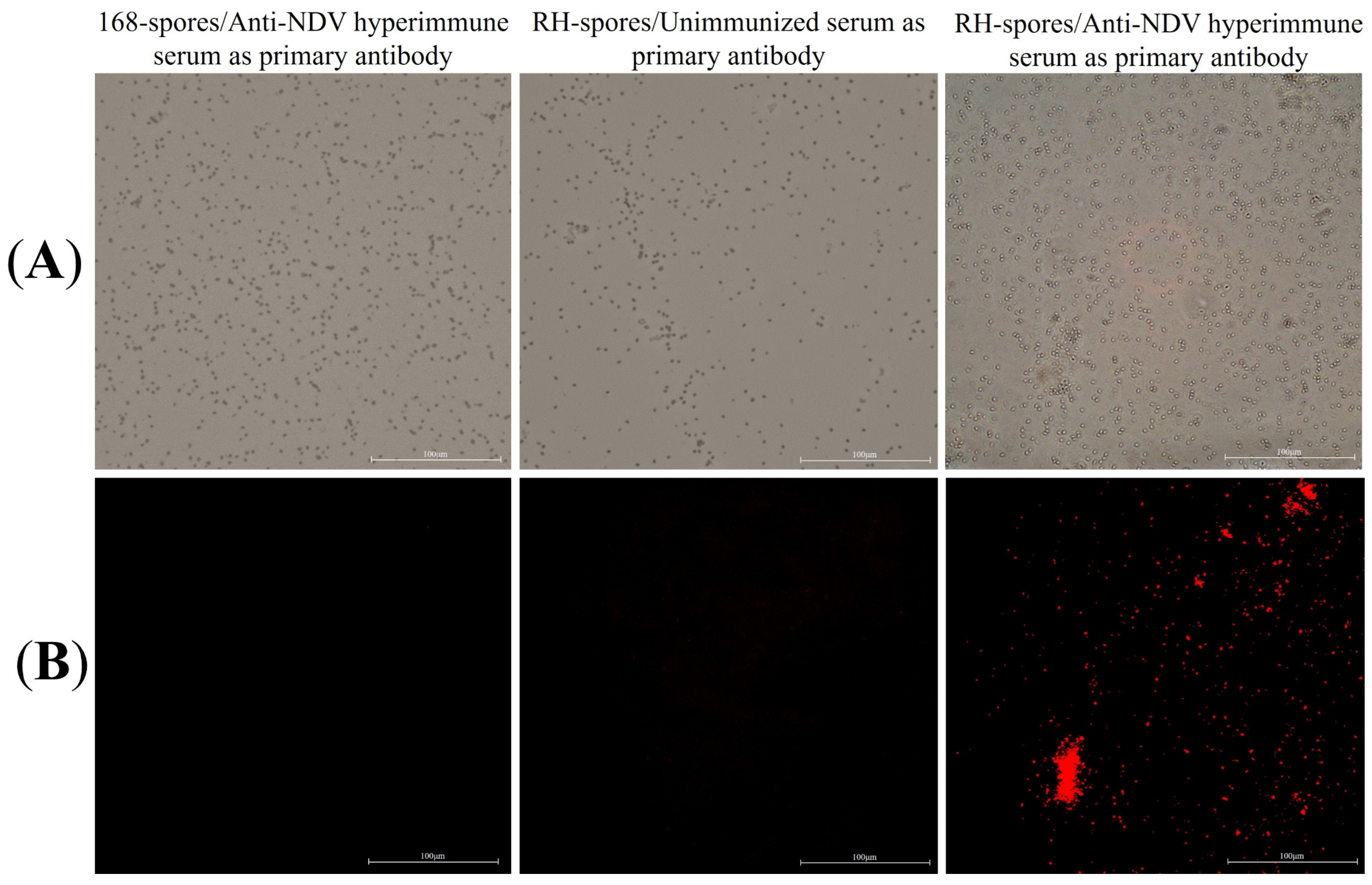 Microorganisms 12 00439 g004 Microorganisms 12 00439 g004