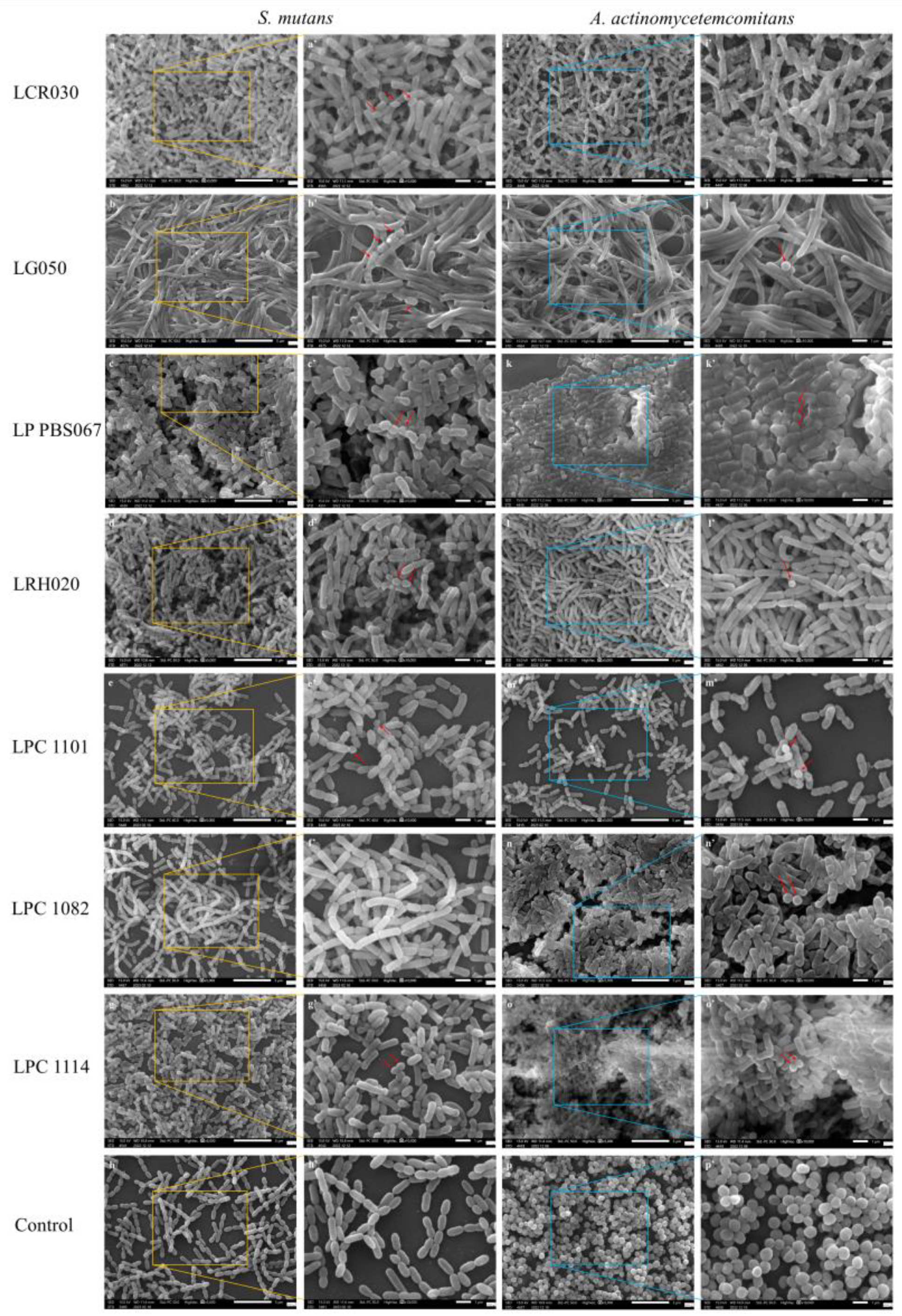Microorganisms 12 00441 g003 Microorganisms 12 00441 g003