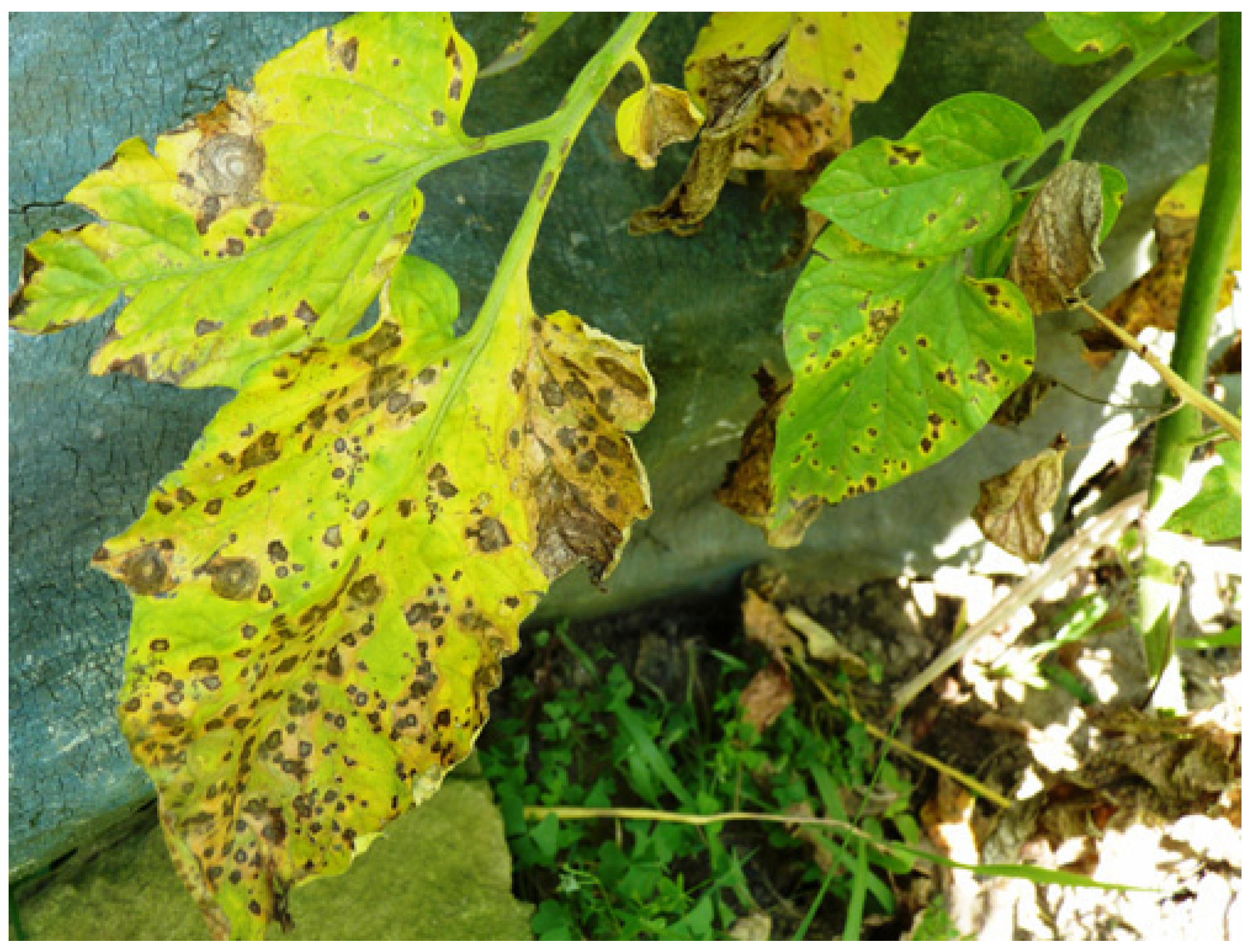 Microorganisms 12 00457 g002