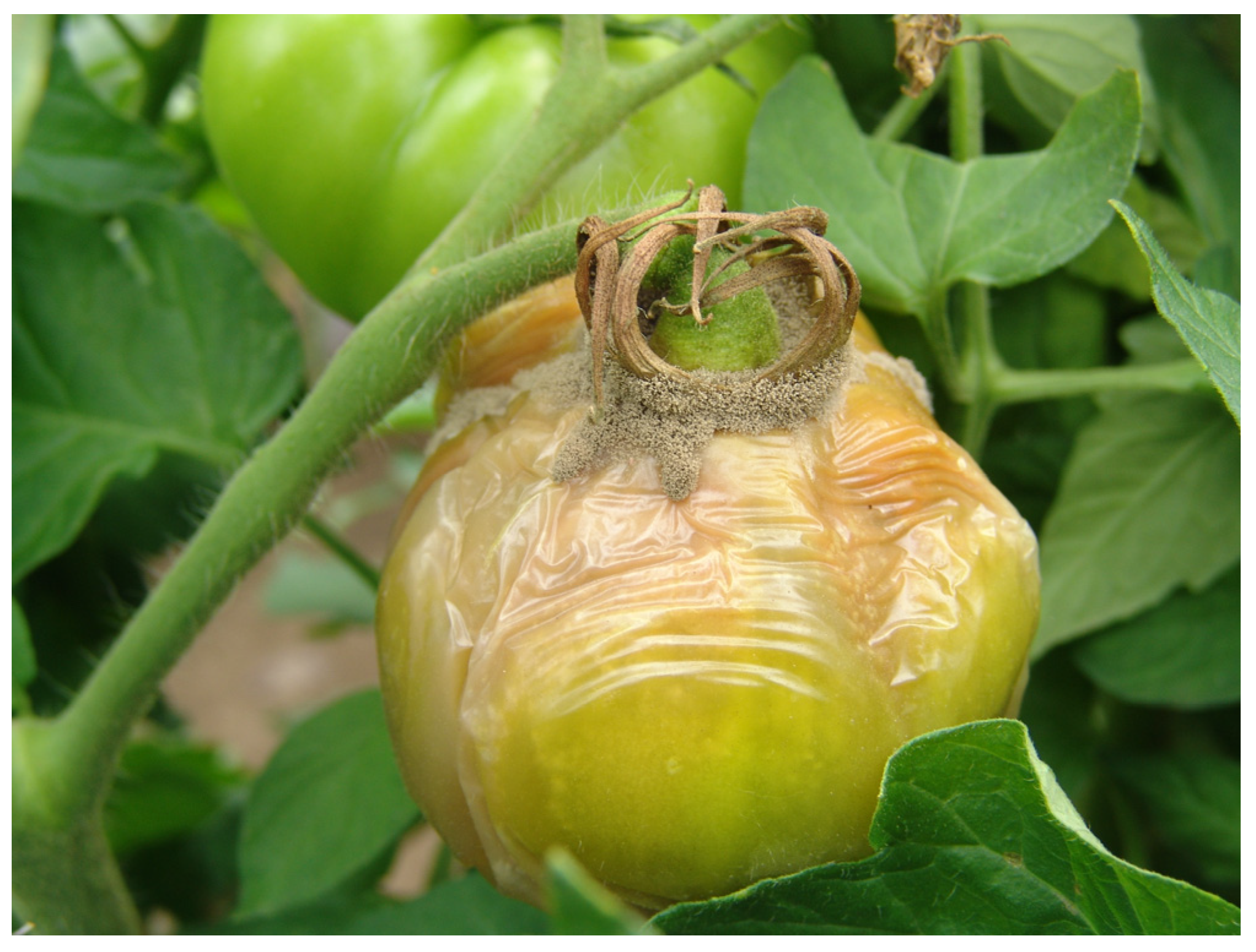 Microorganisms 12 00457 g003