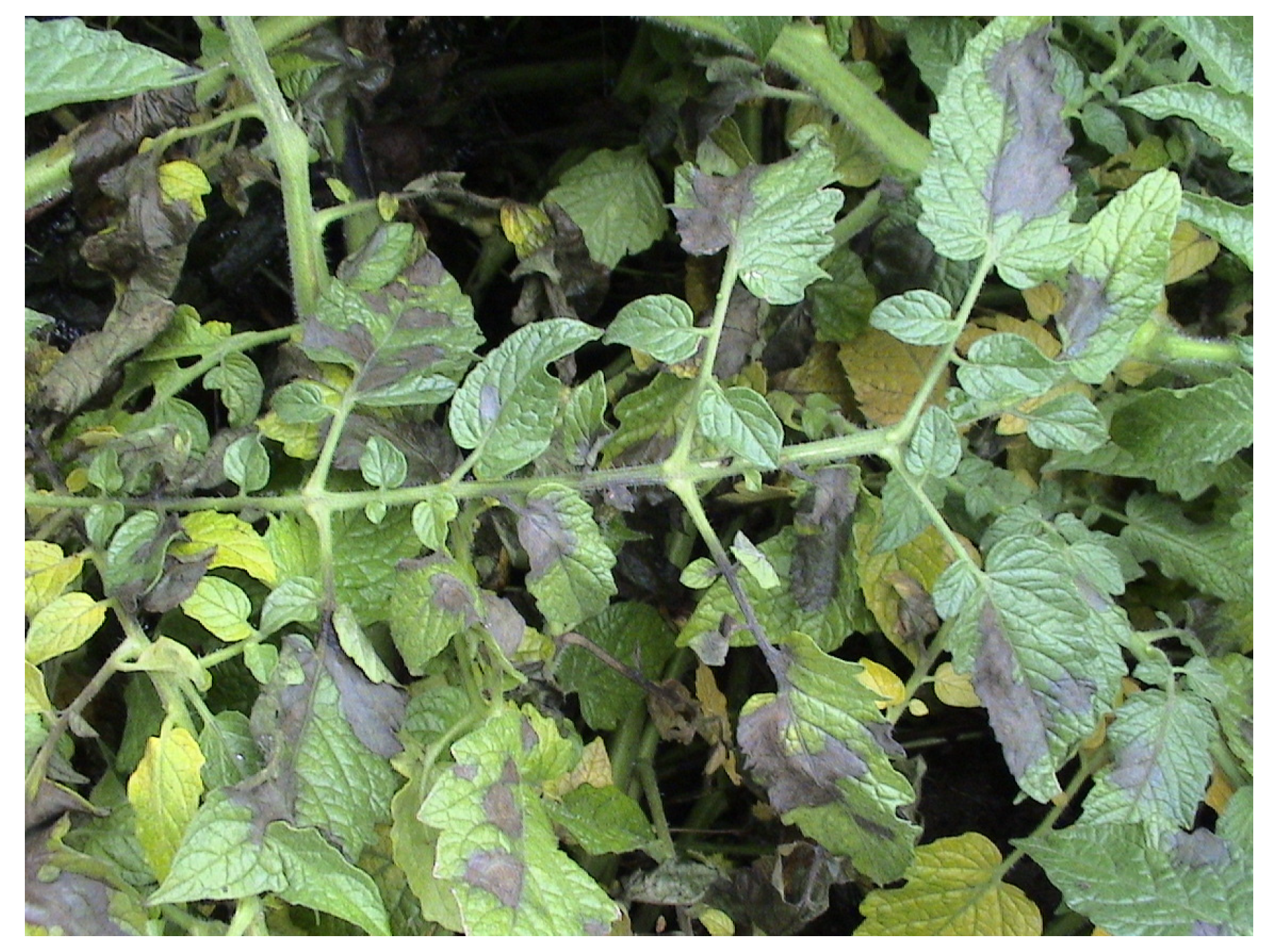 Microorganisms 12 00457 g004