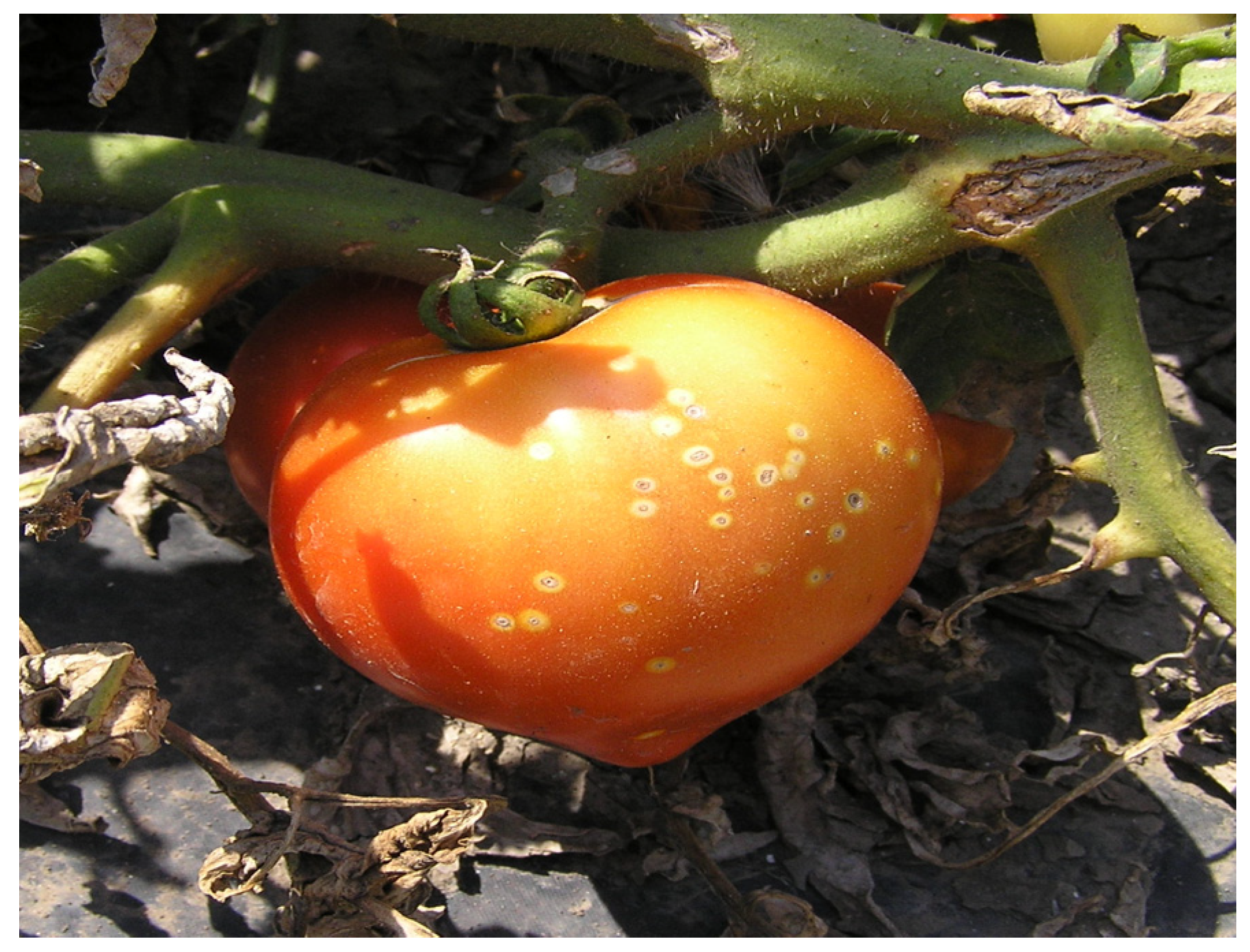 Microorganisms 12 00457 g005