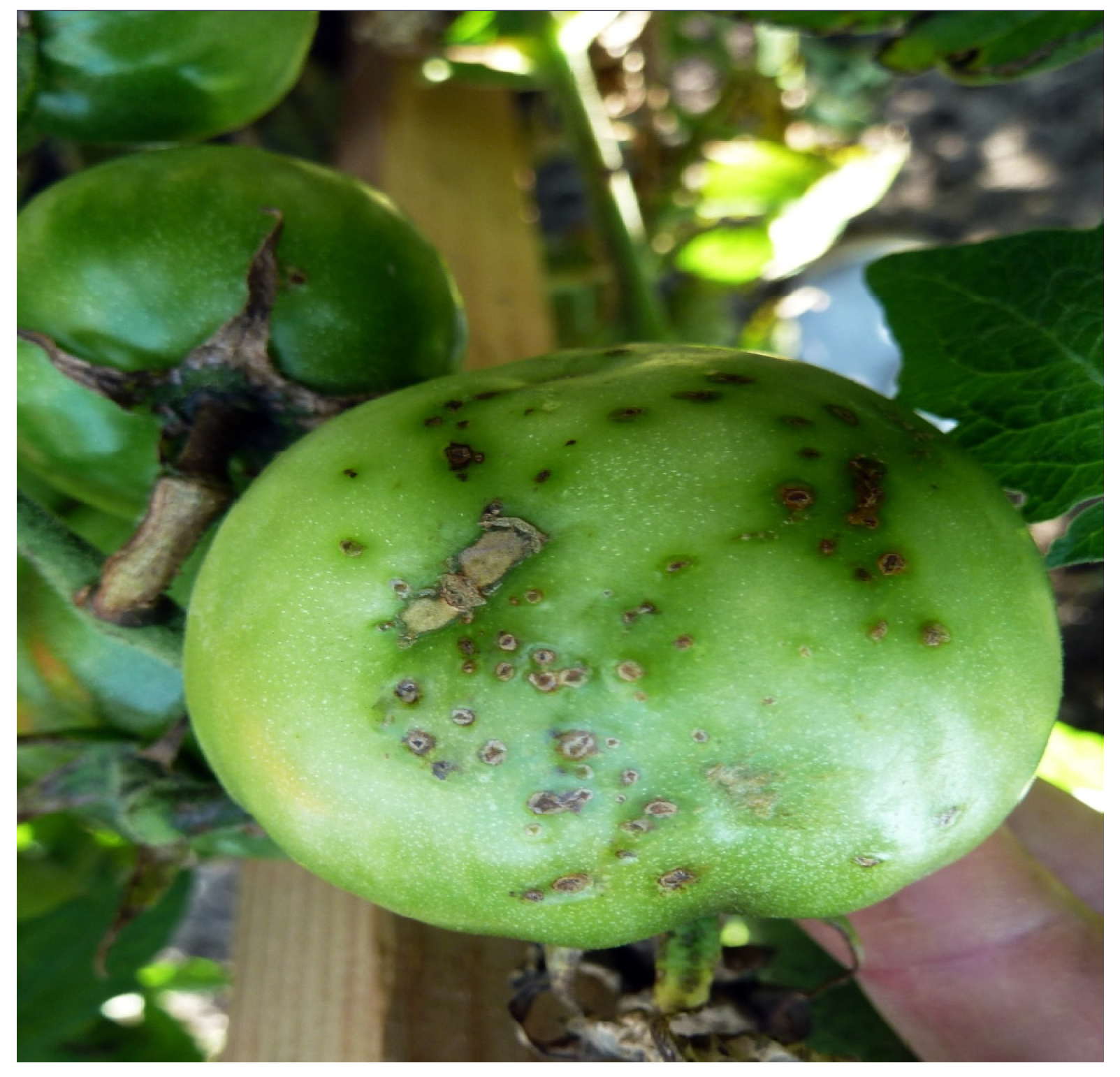 Microorganisms 12 00457 g006