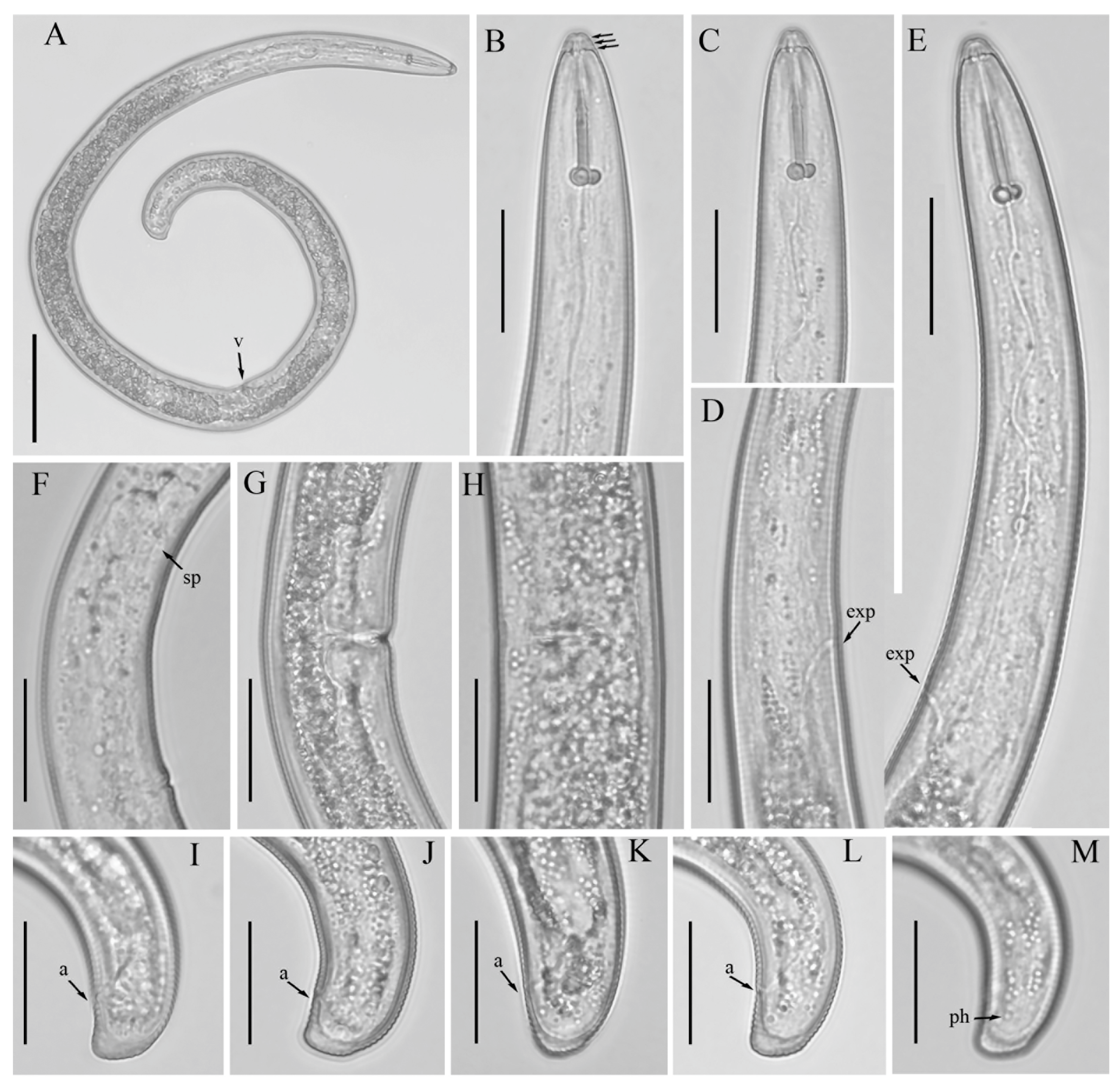 Microorganisms 12 00497 g003