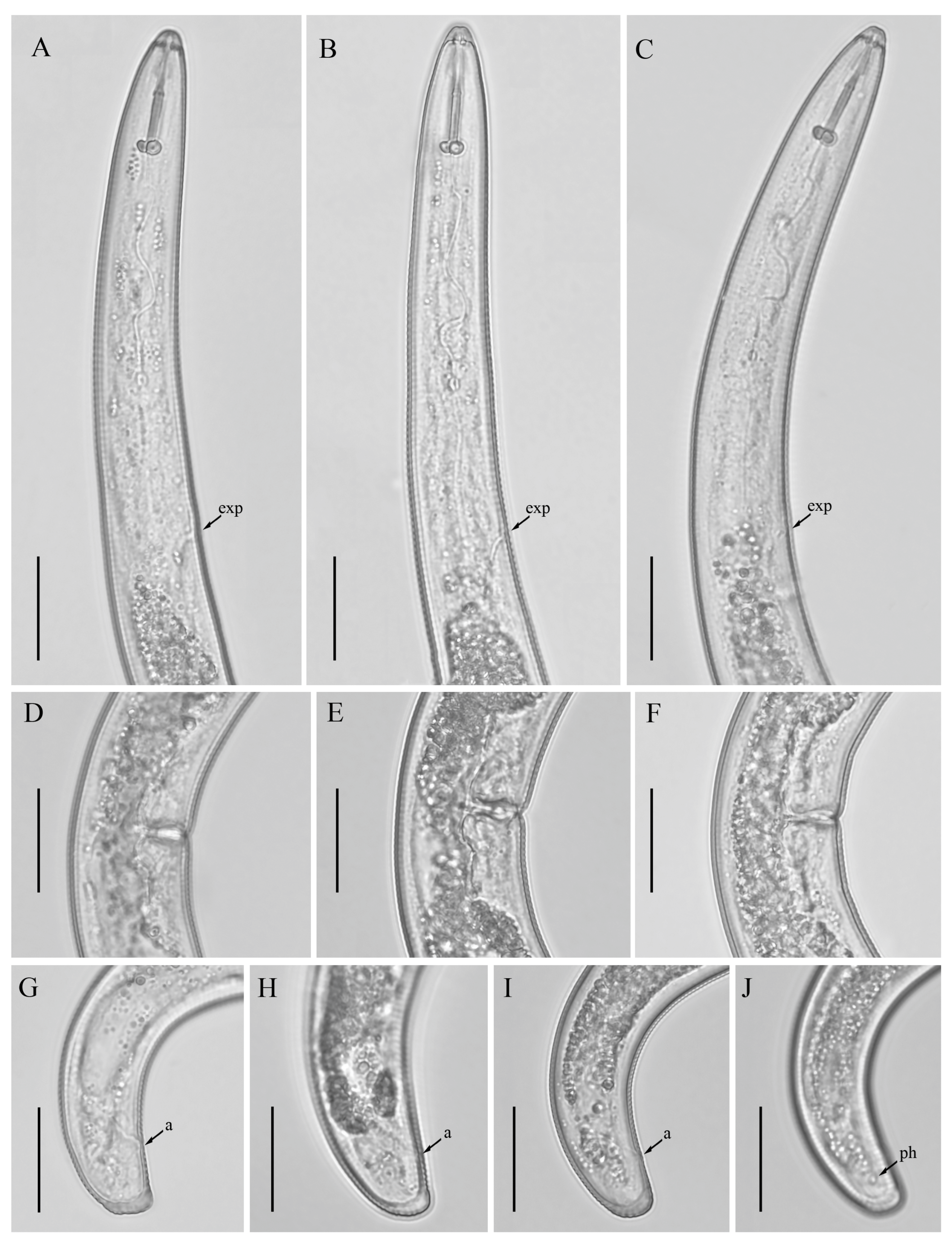 Microorganisms 12 00497 g004