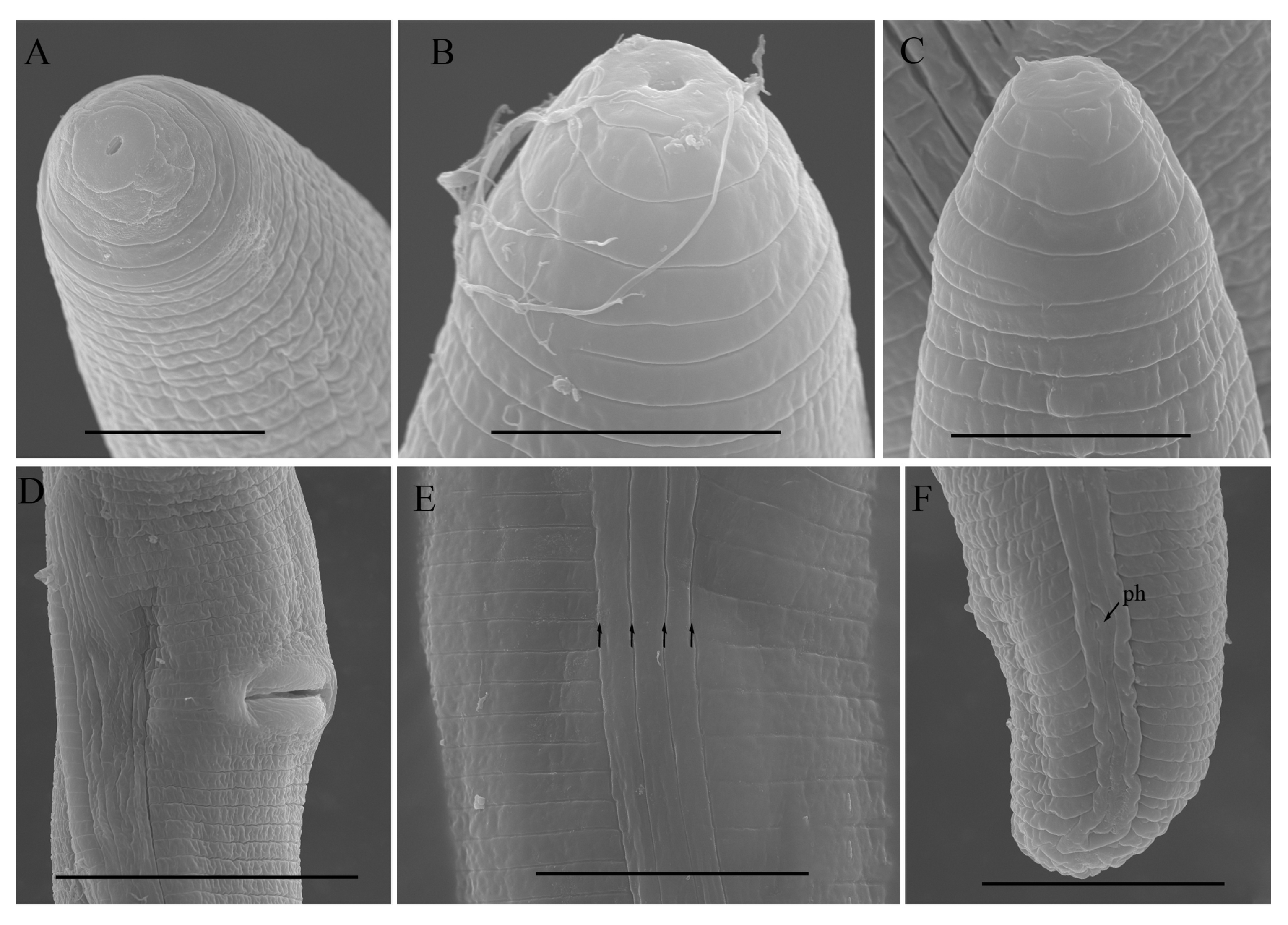 Microorganisms 12 00497 g005